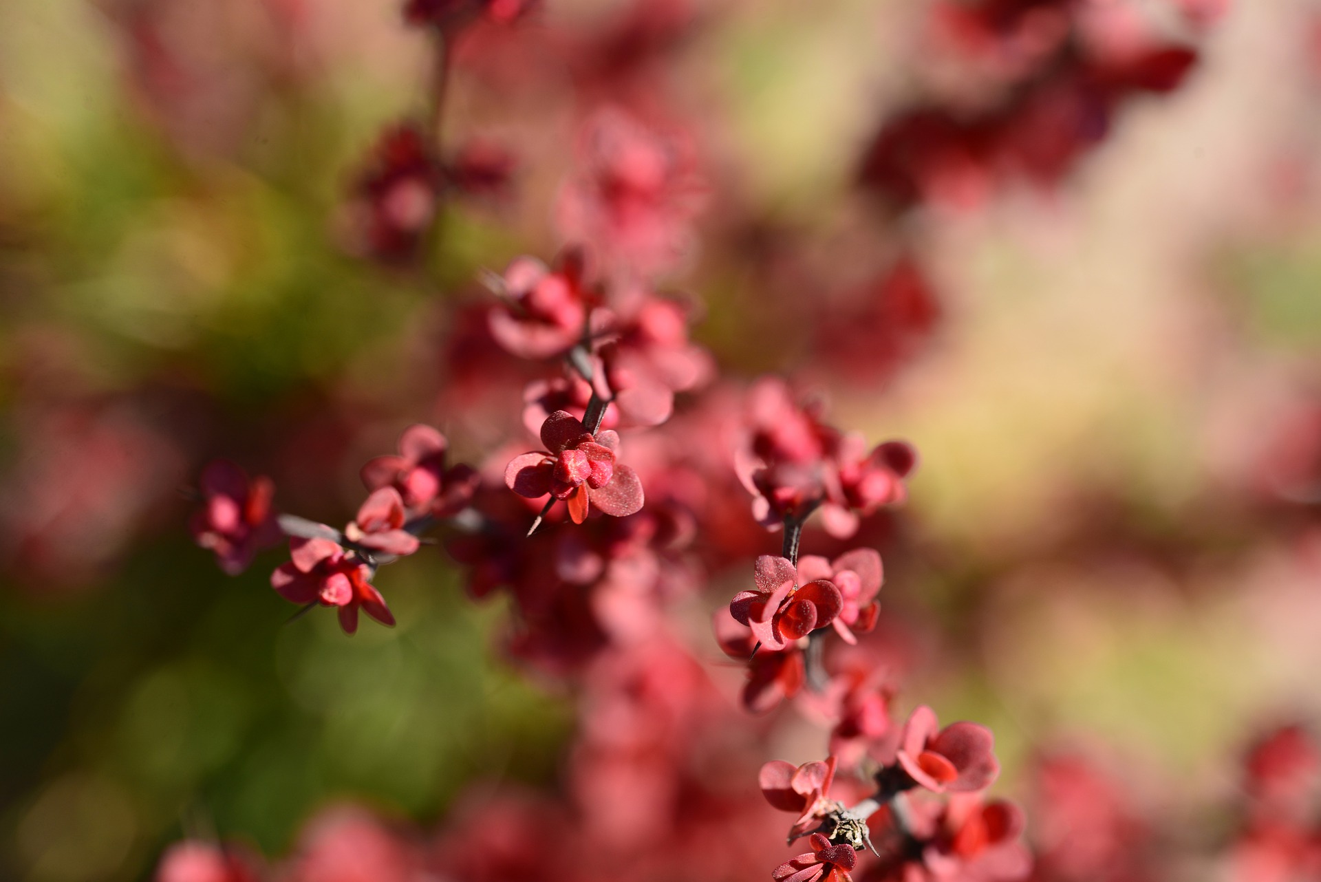 Japanese Barberry Wallpapers