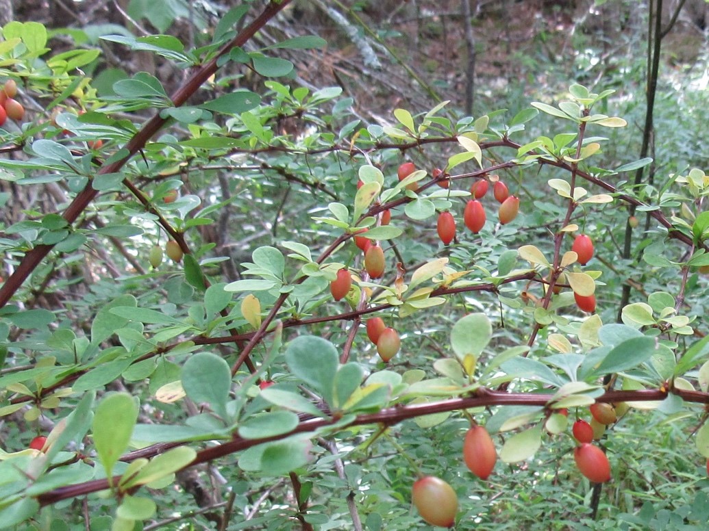 Japanese Barberry Wallpapers