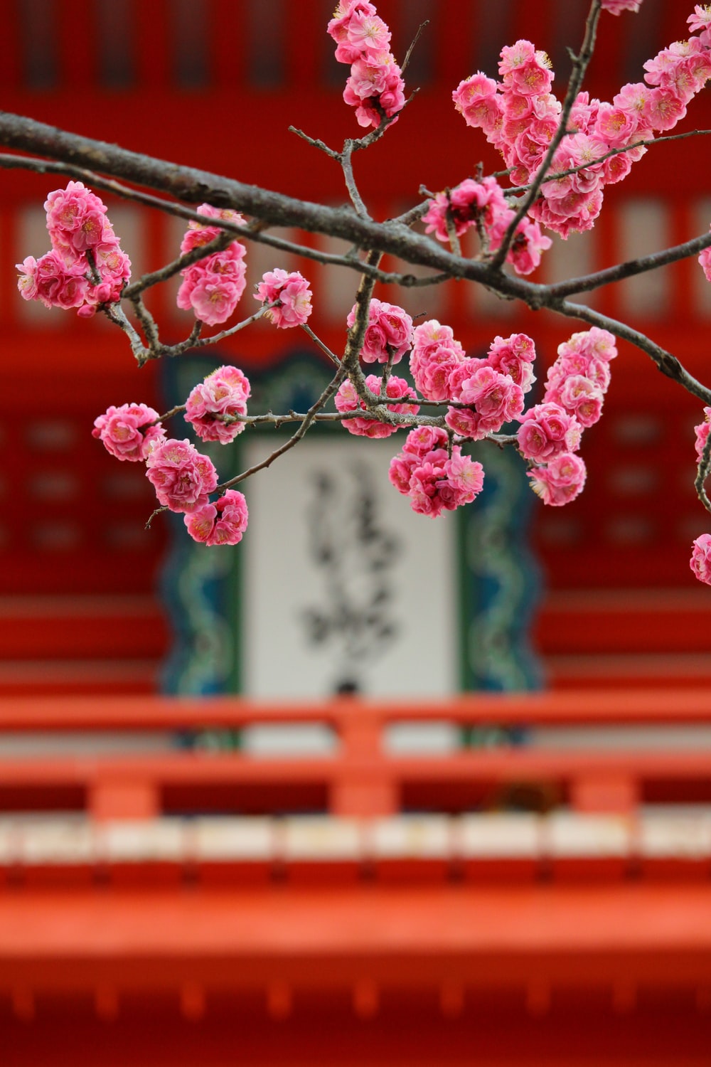 Japanese Cherry Blossom Painting Wallpapers