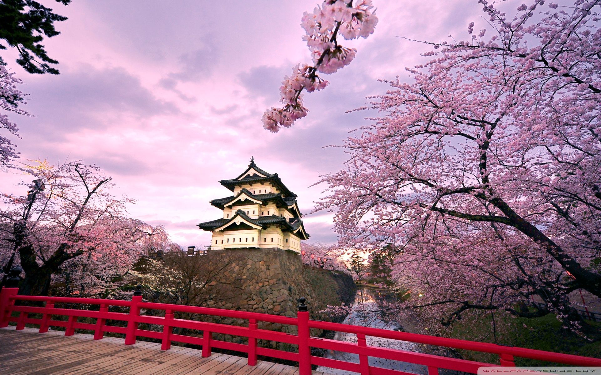 Japanese Cherry Blossom Wallpapers