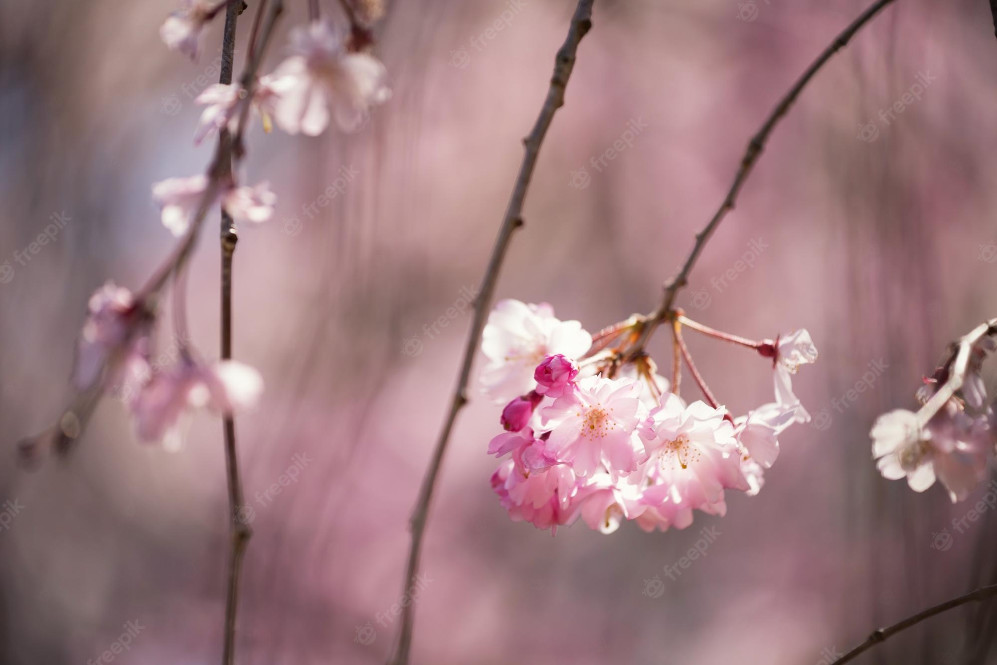 Japanese Flower Backgrounds