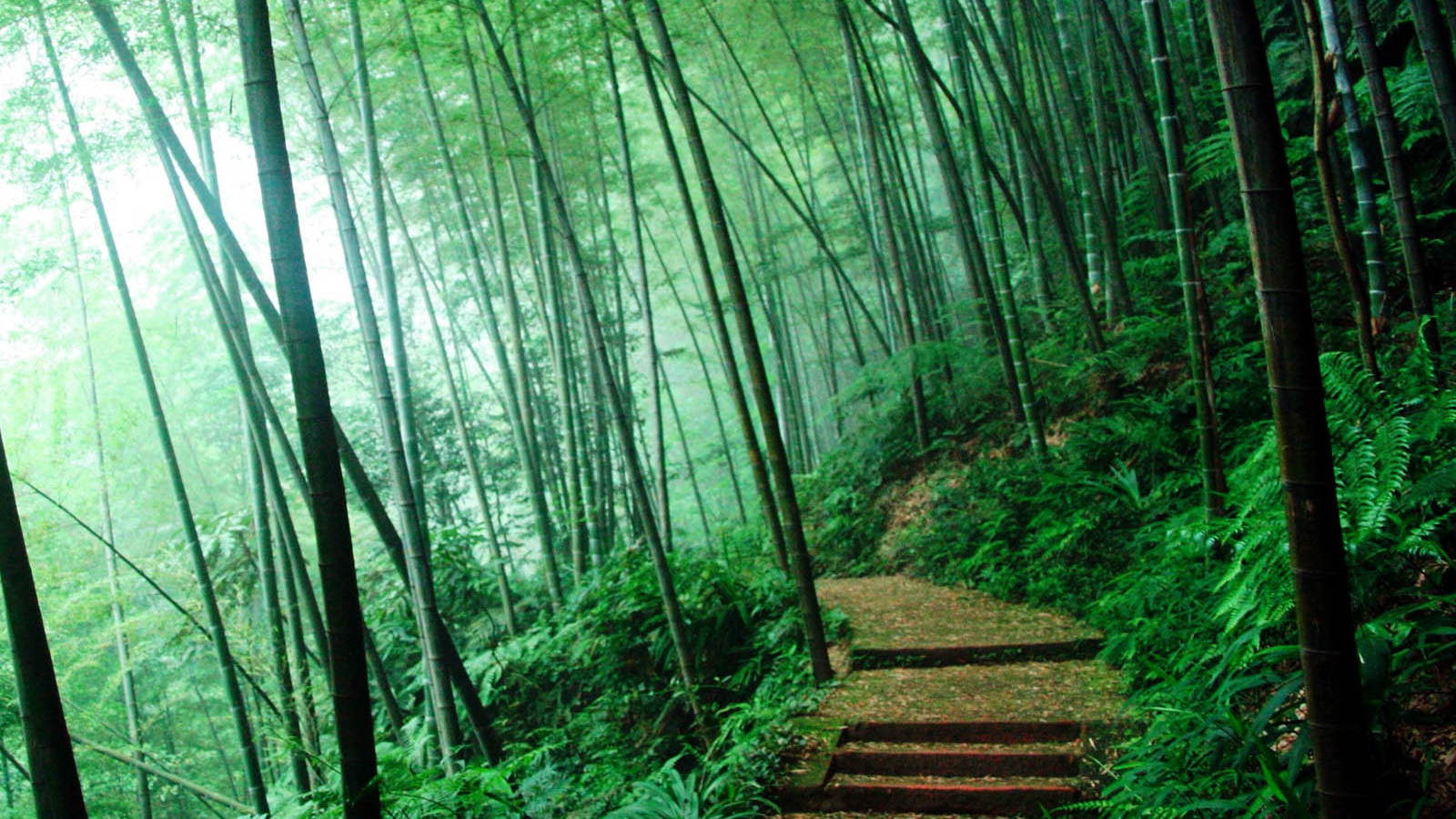 Japanese Forest Wallpapers