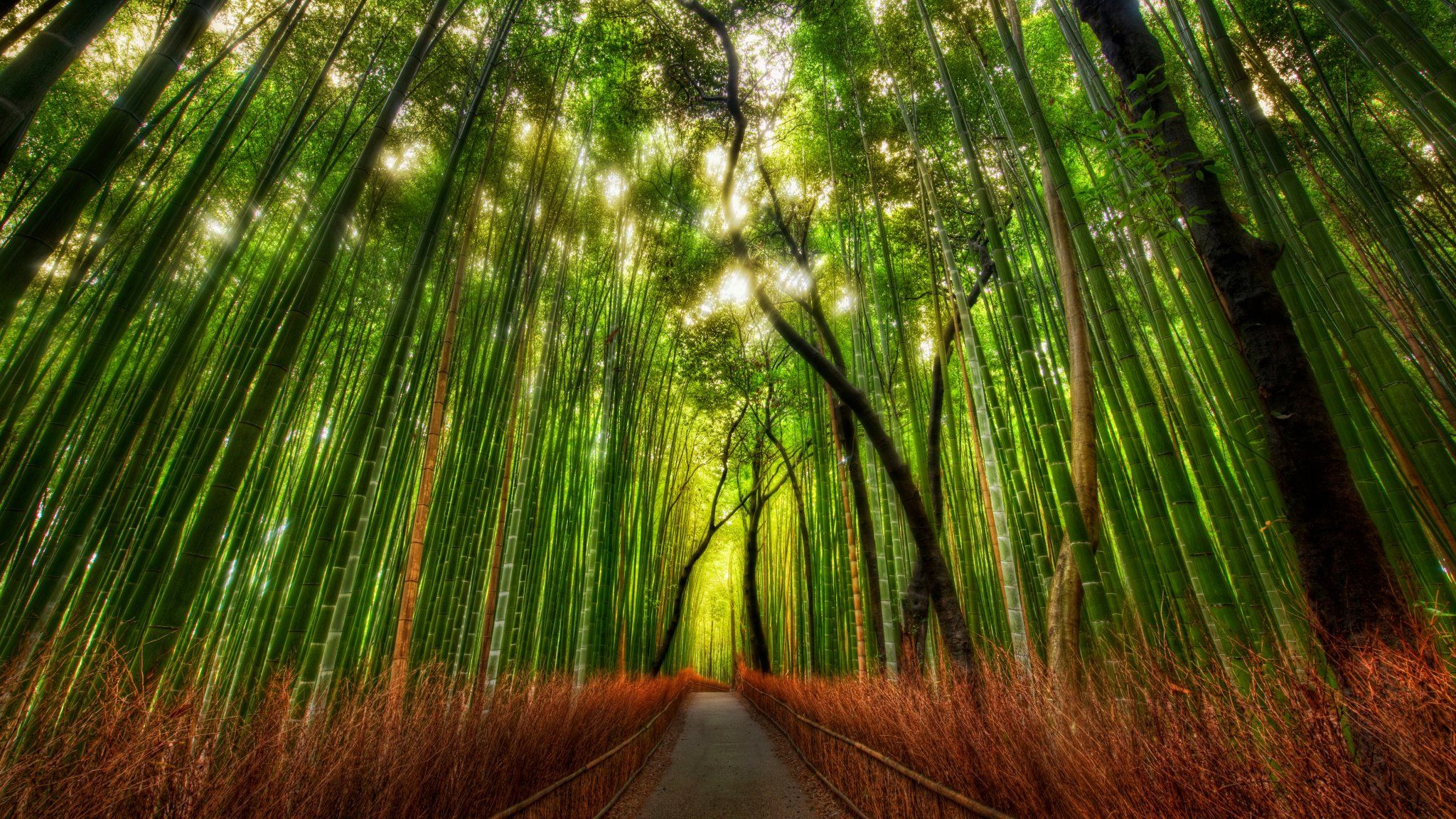 Japanese Forest Wallpapers