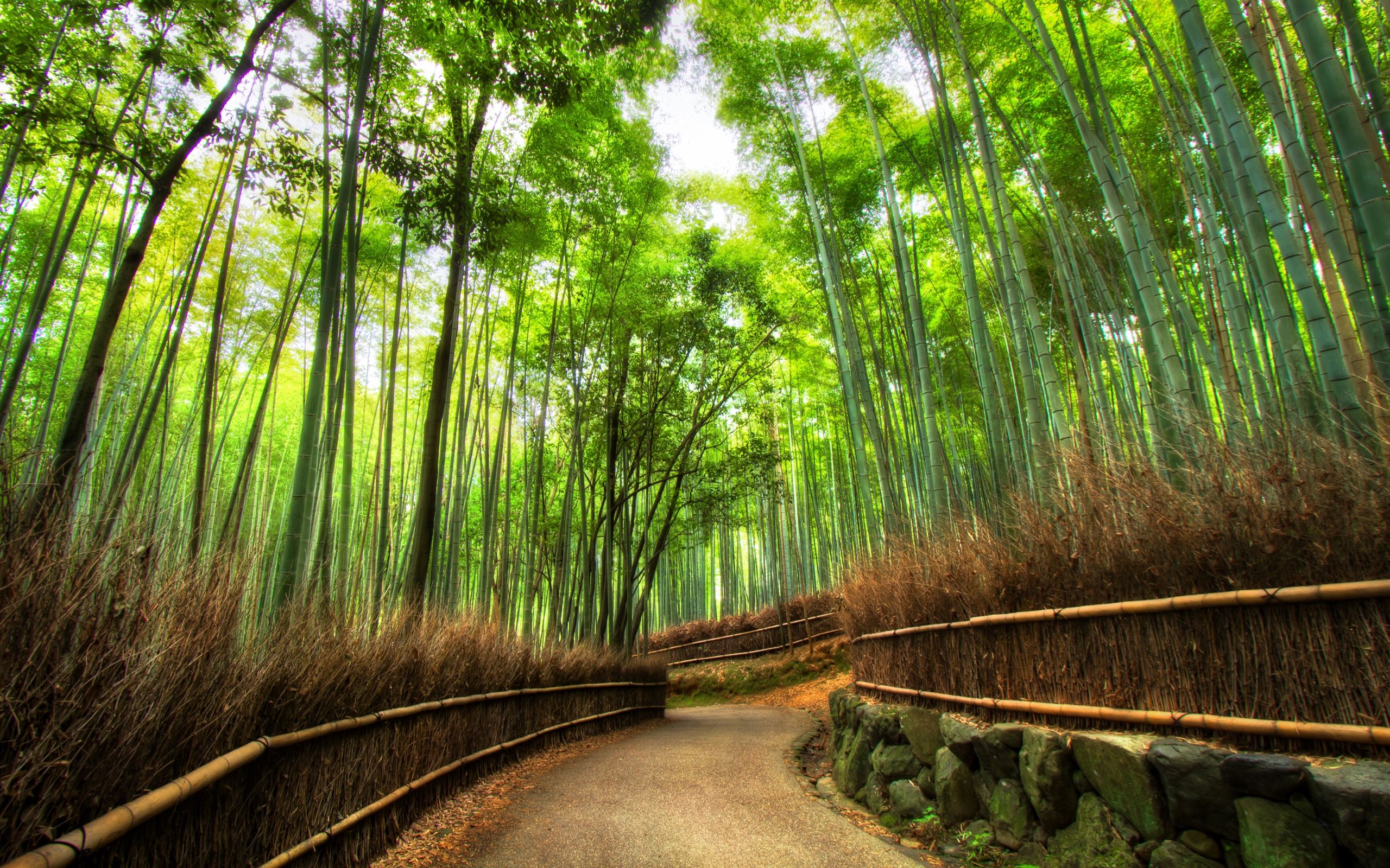 Japanese Forest Wallpapers