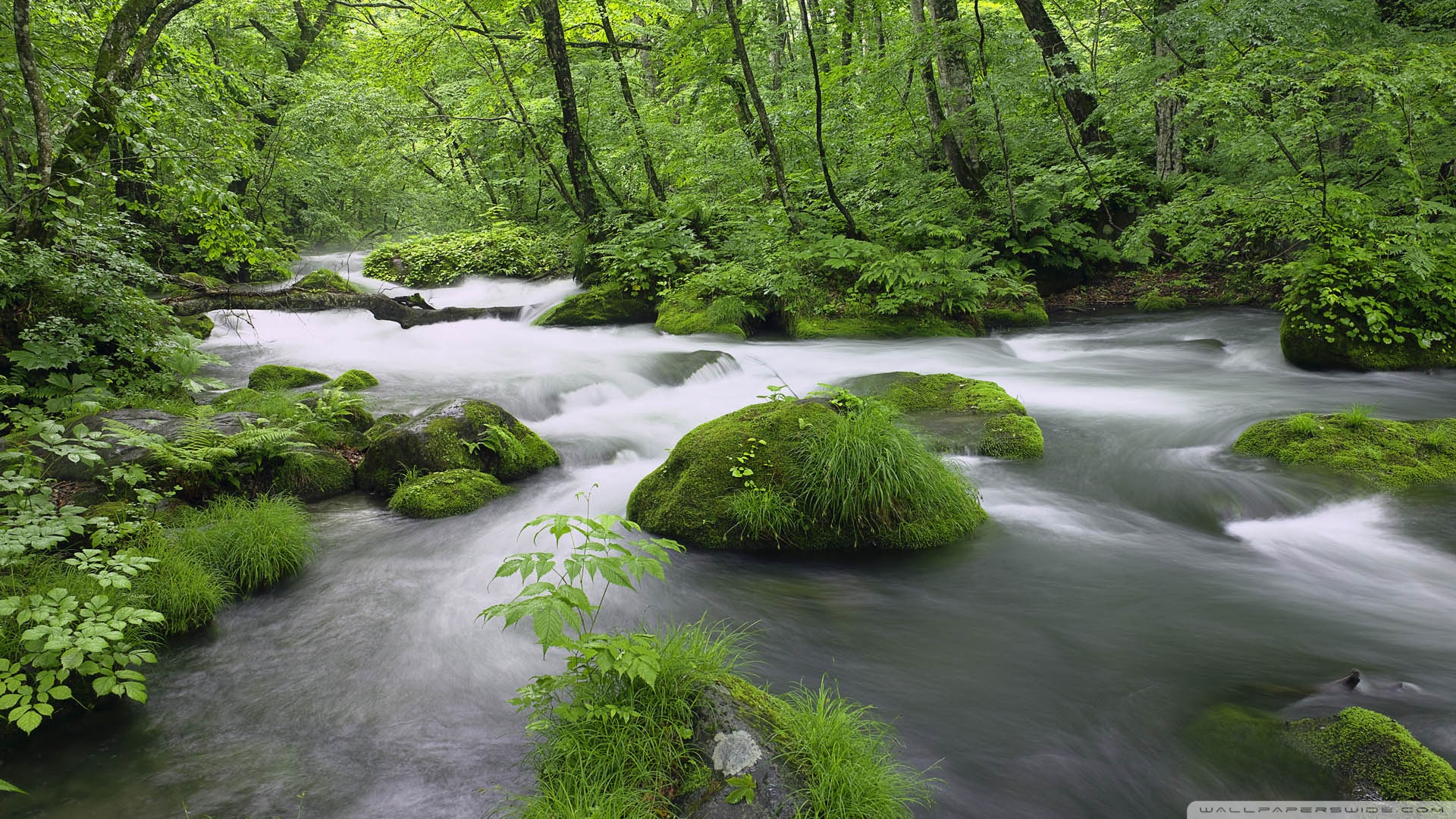 Japanese Forest Wallpapers