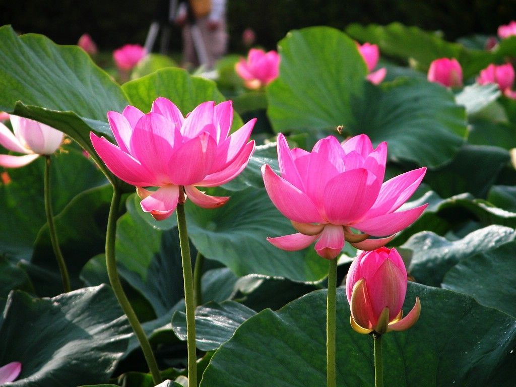 Japanese Lotus Art Wallpapers