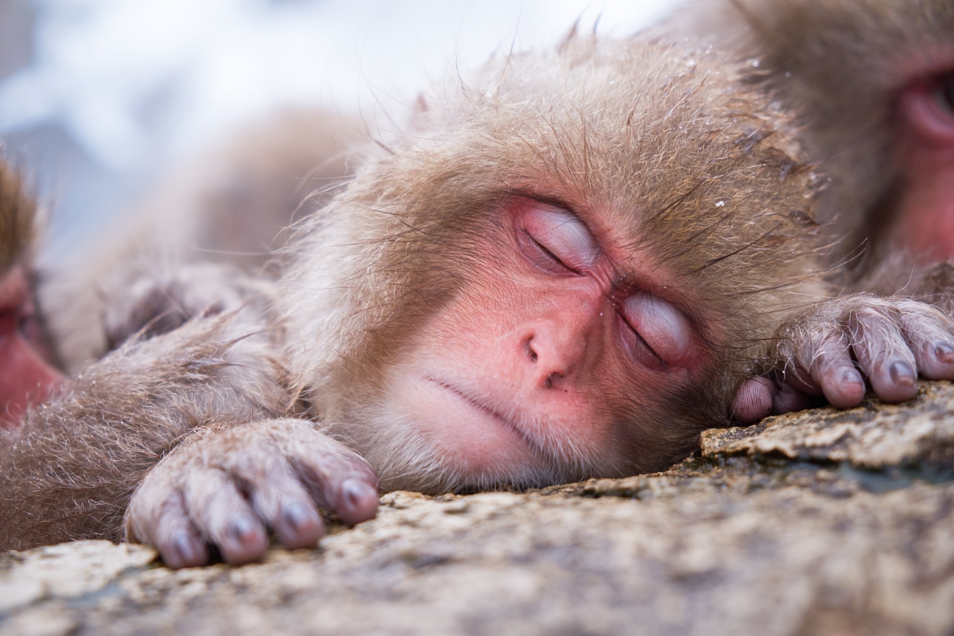 Japanese Macaque Wallpapers