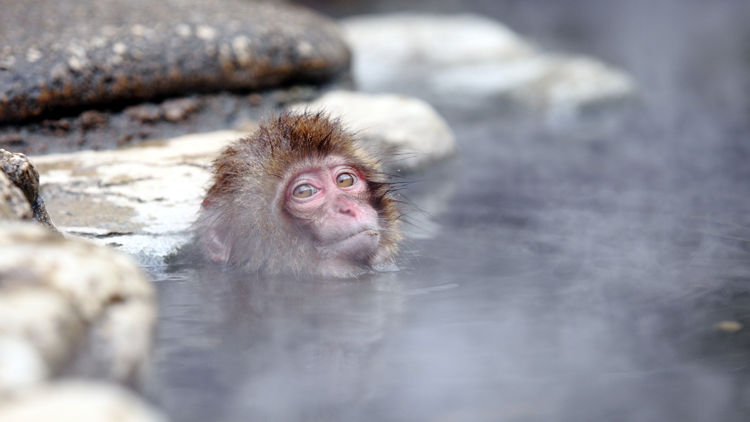 Japanese Macaque Wallpapers