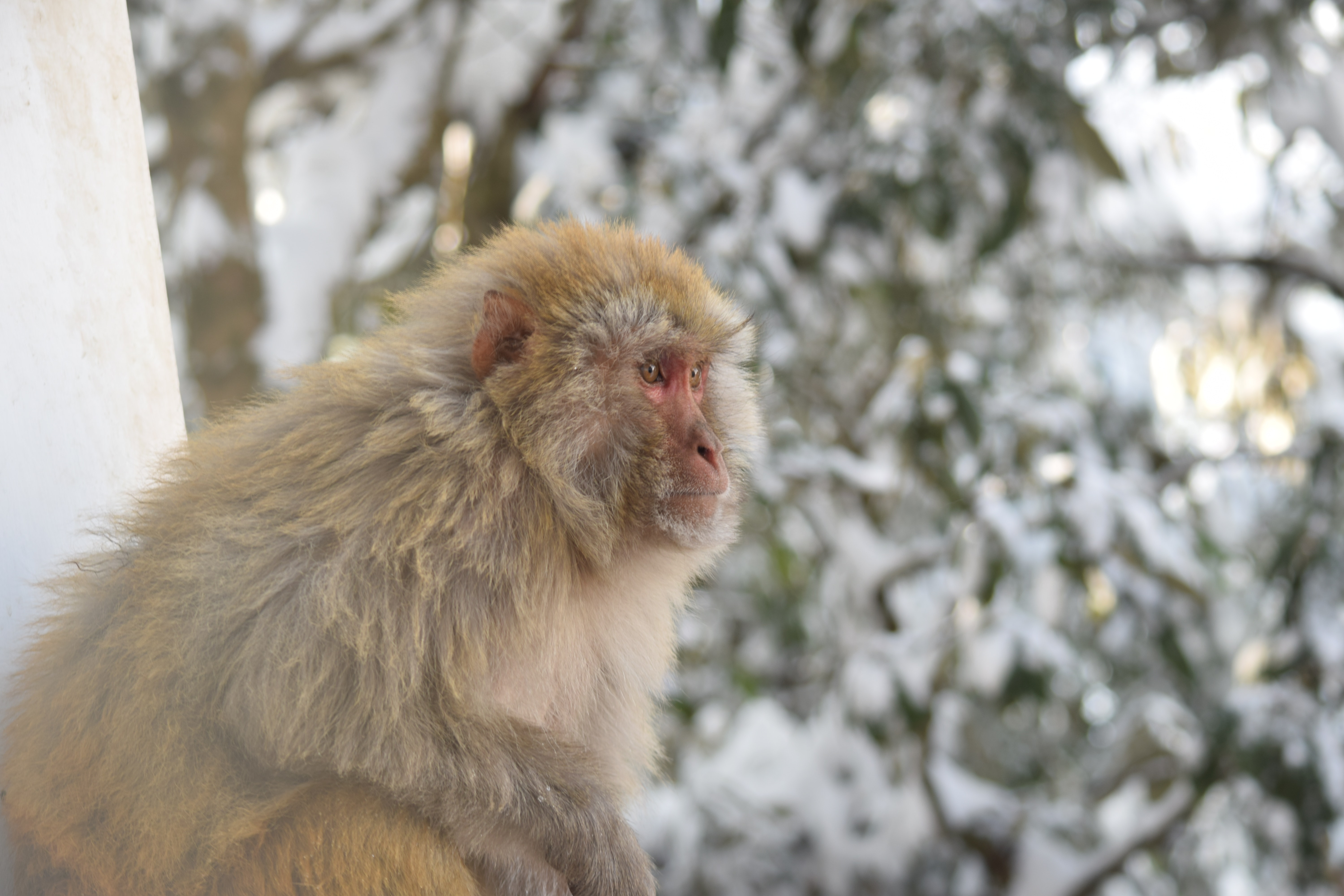 Japanese Macaque Wallpapers