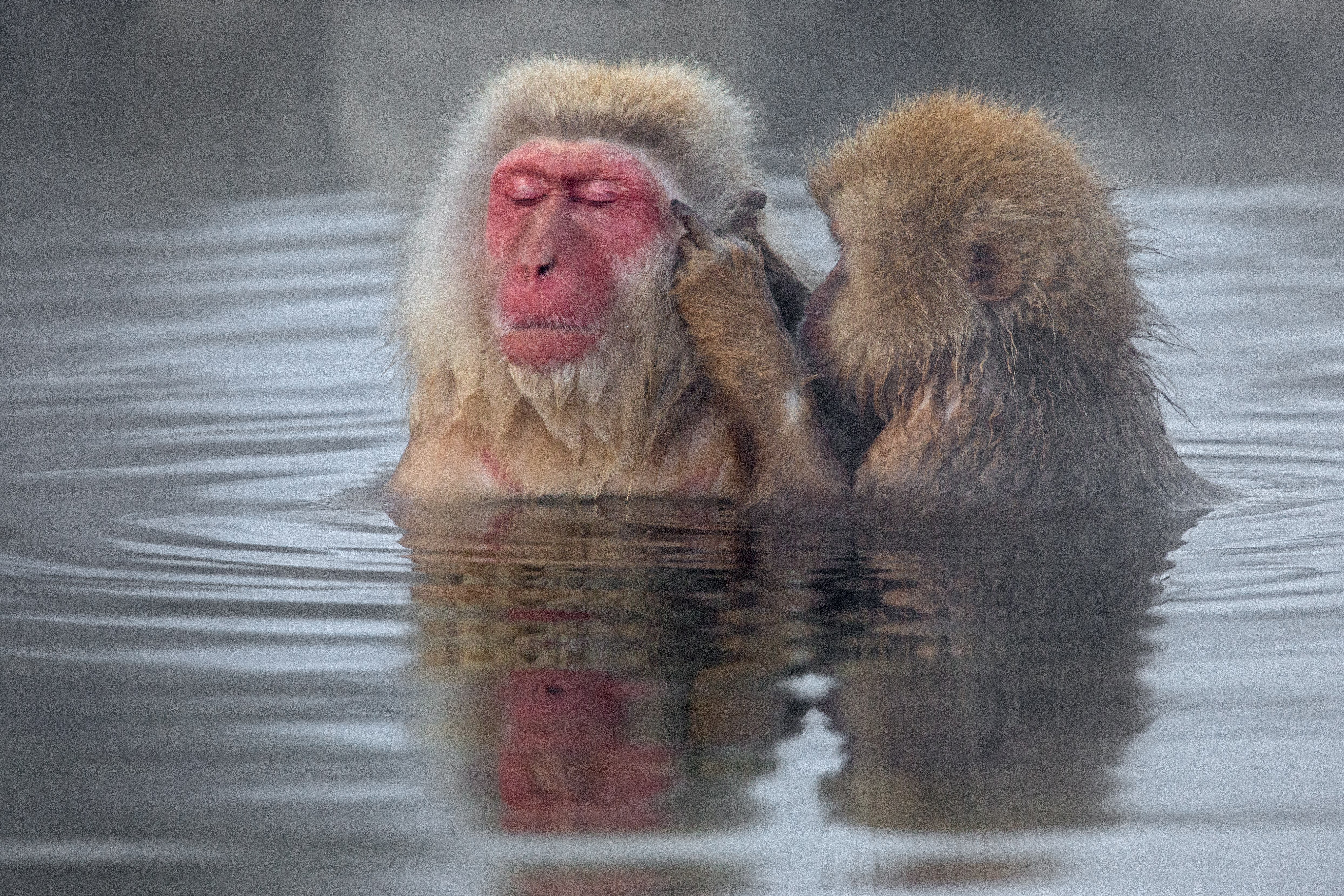 Japanese Macaque Wallpapers