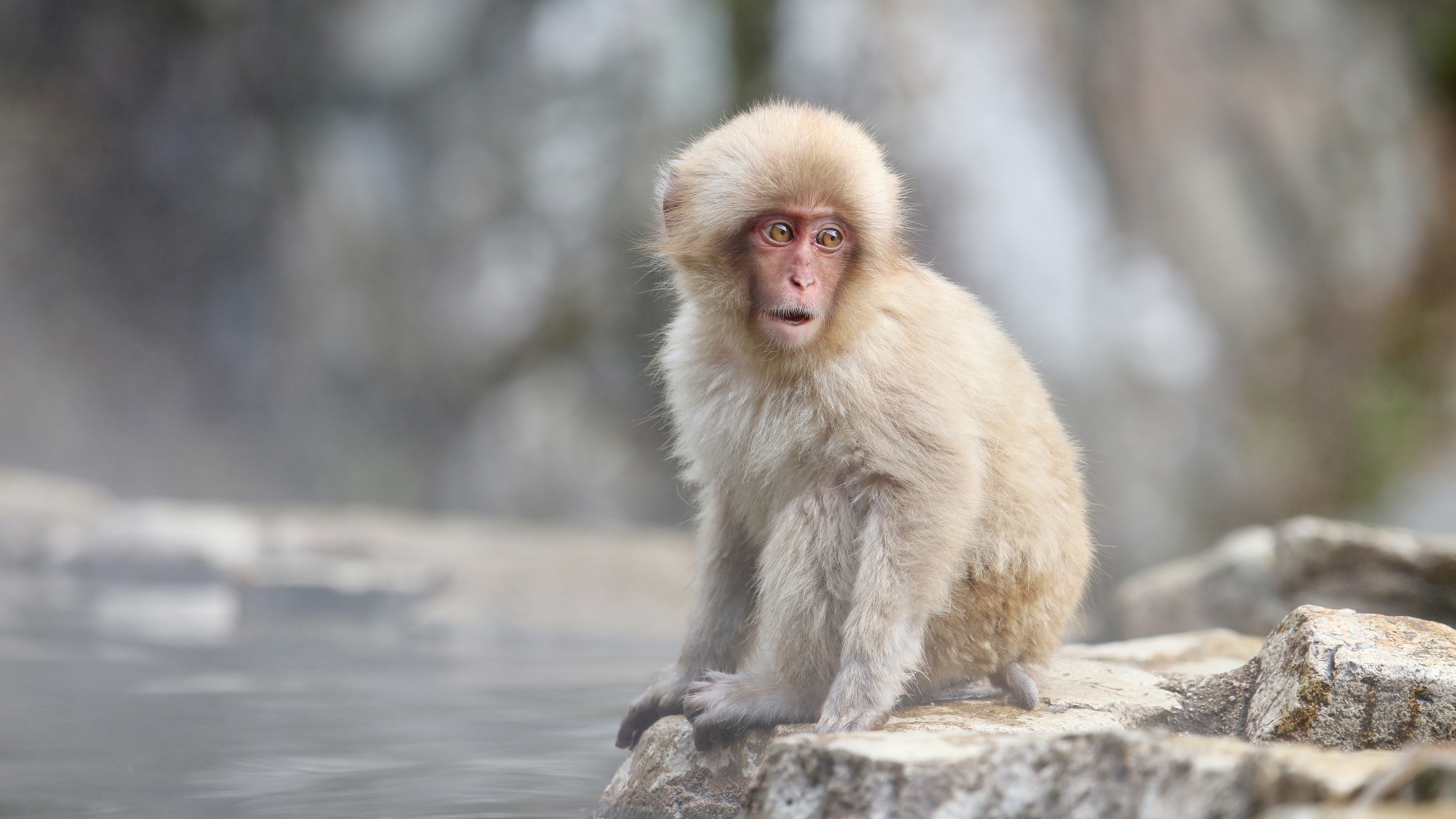 Japanese Macaque Wallpapers