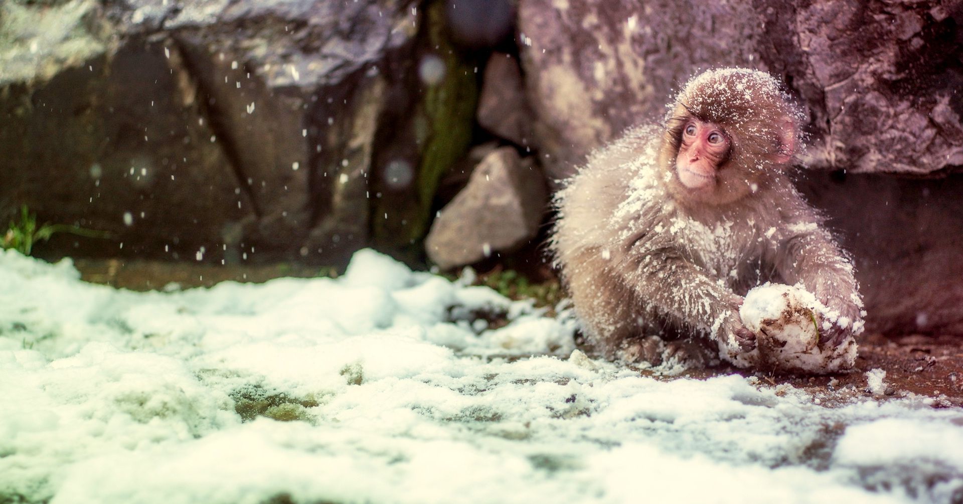 Japanese Macaque Wallpapers