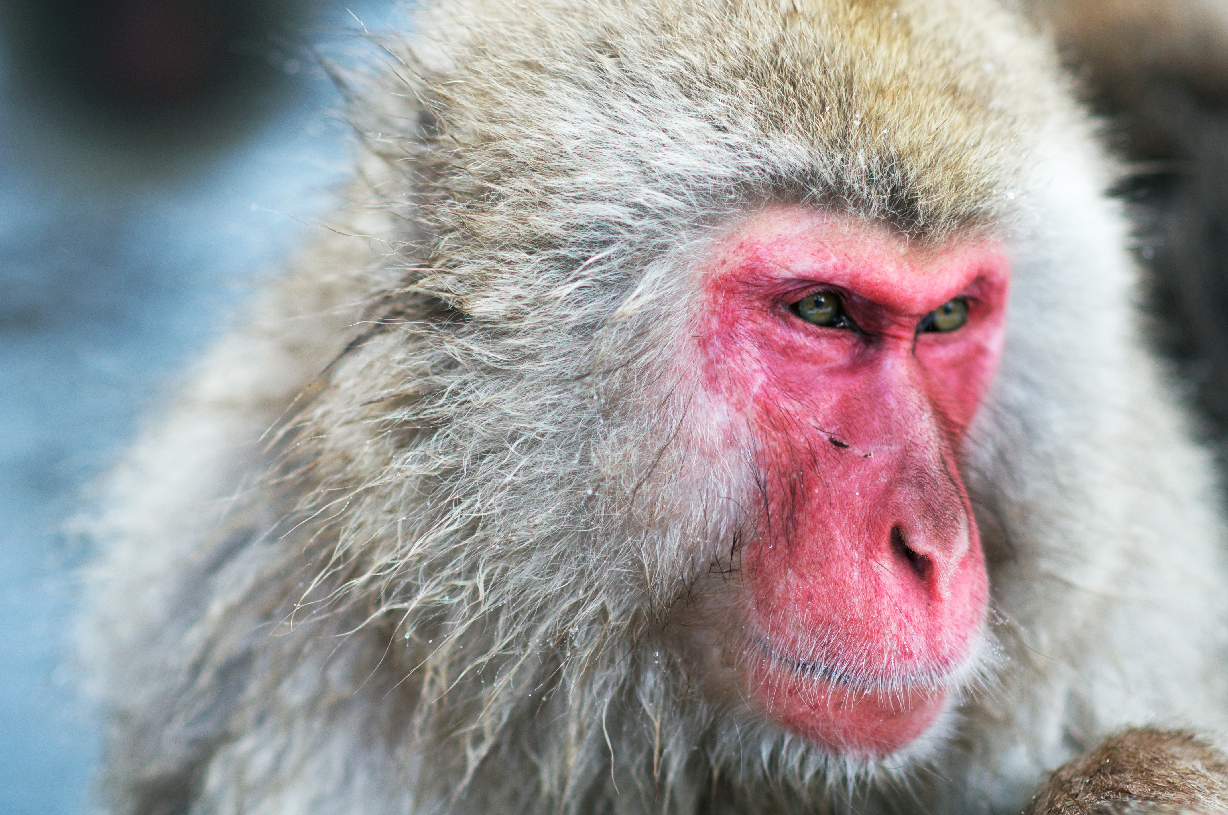 Japanese Macaque Wallpapers