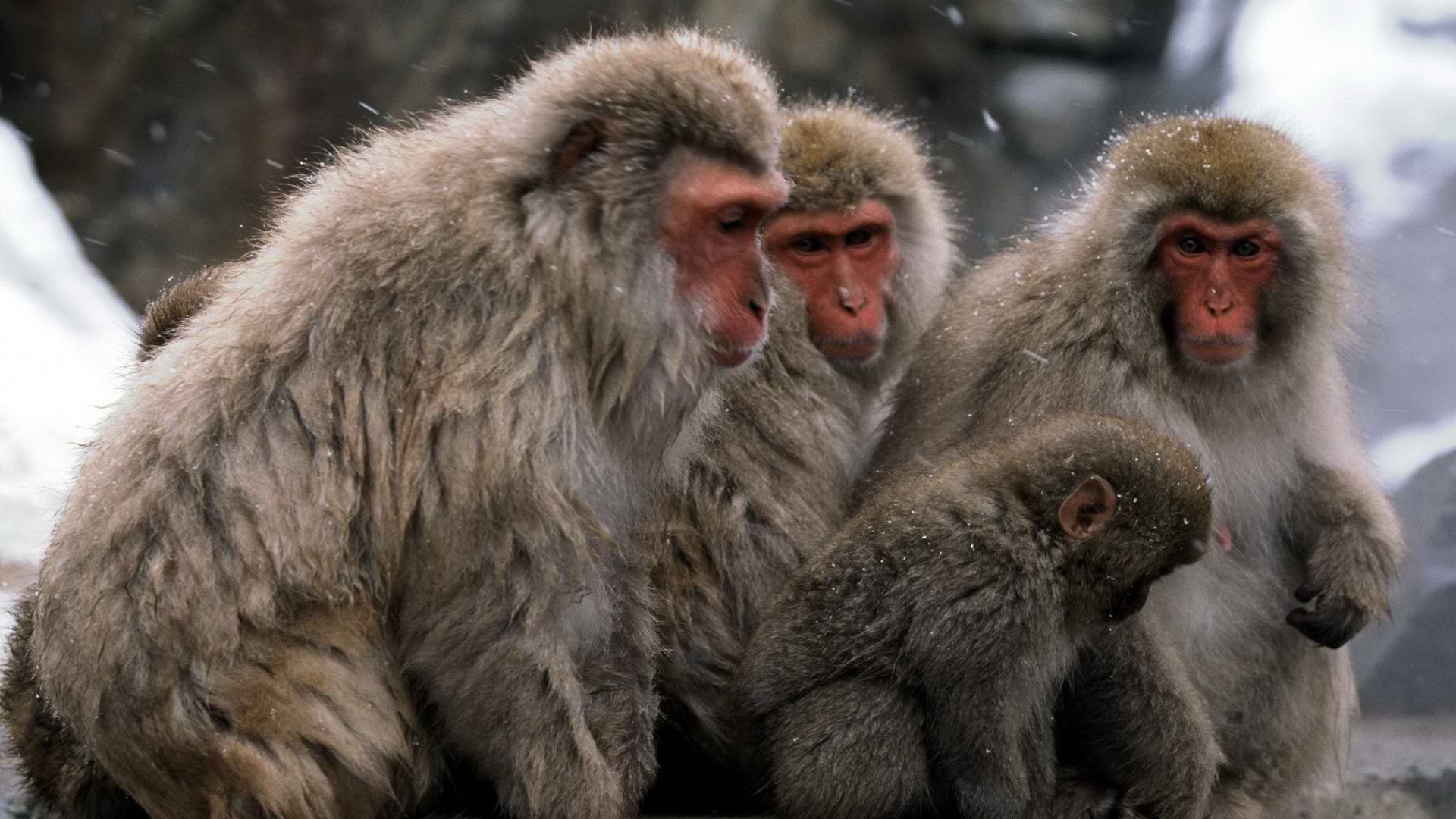 Japanese Macaque Wallpapers