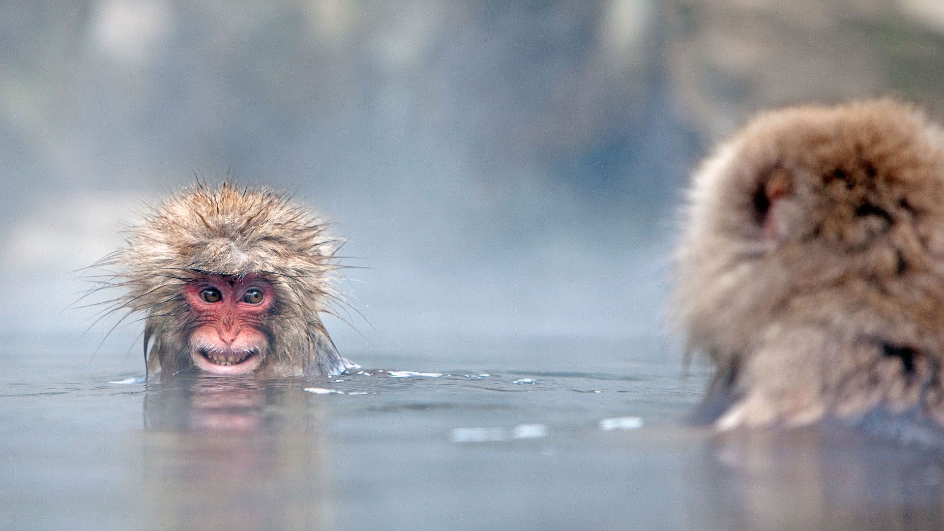 Japanese Macaque Wallpapers