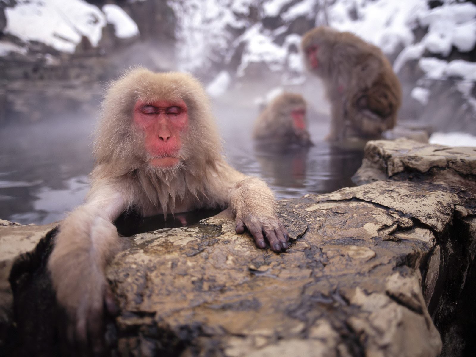 Japanese Macaque Wallpapers