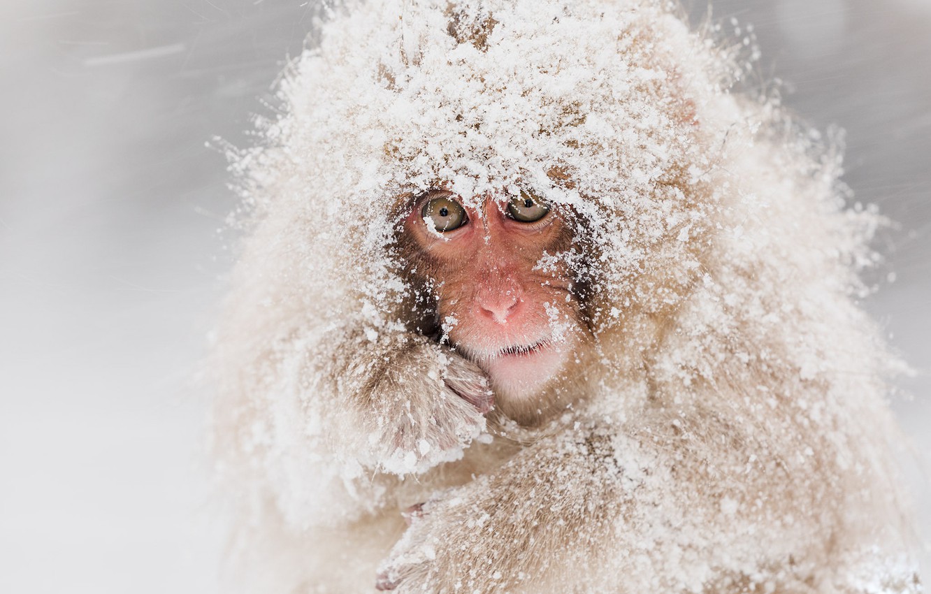 Japanese Macaque Wallpapers