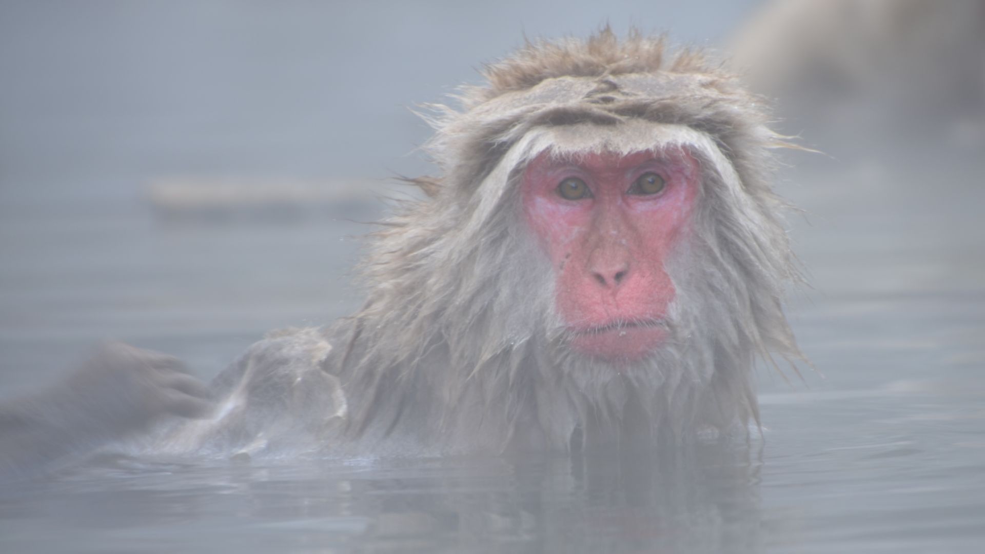 Japanese Macaque Wallpapers