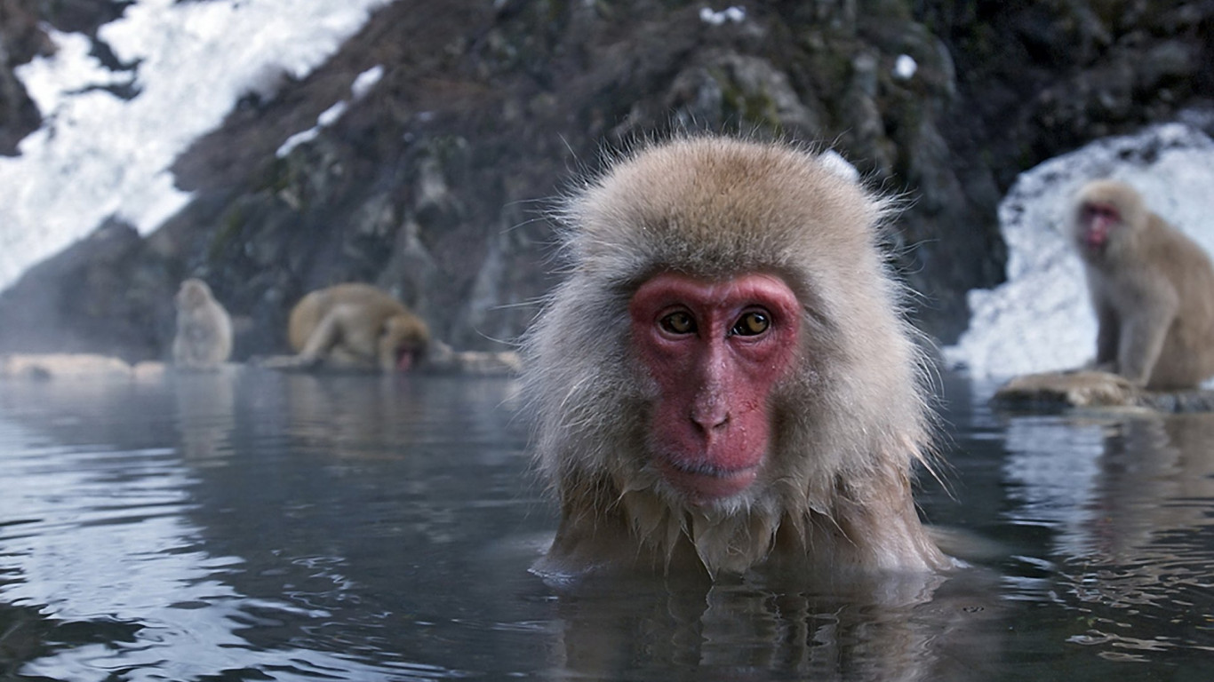 Japanese Macaque Wallpapers