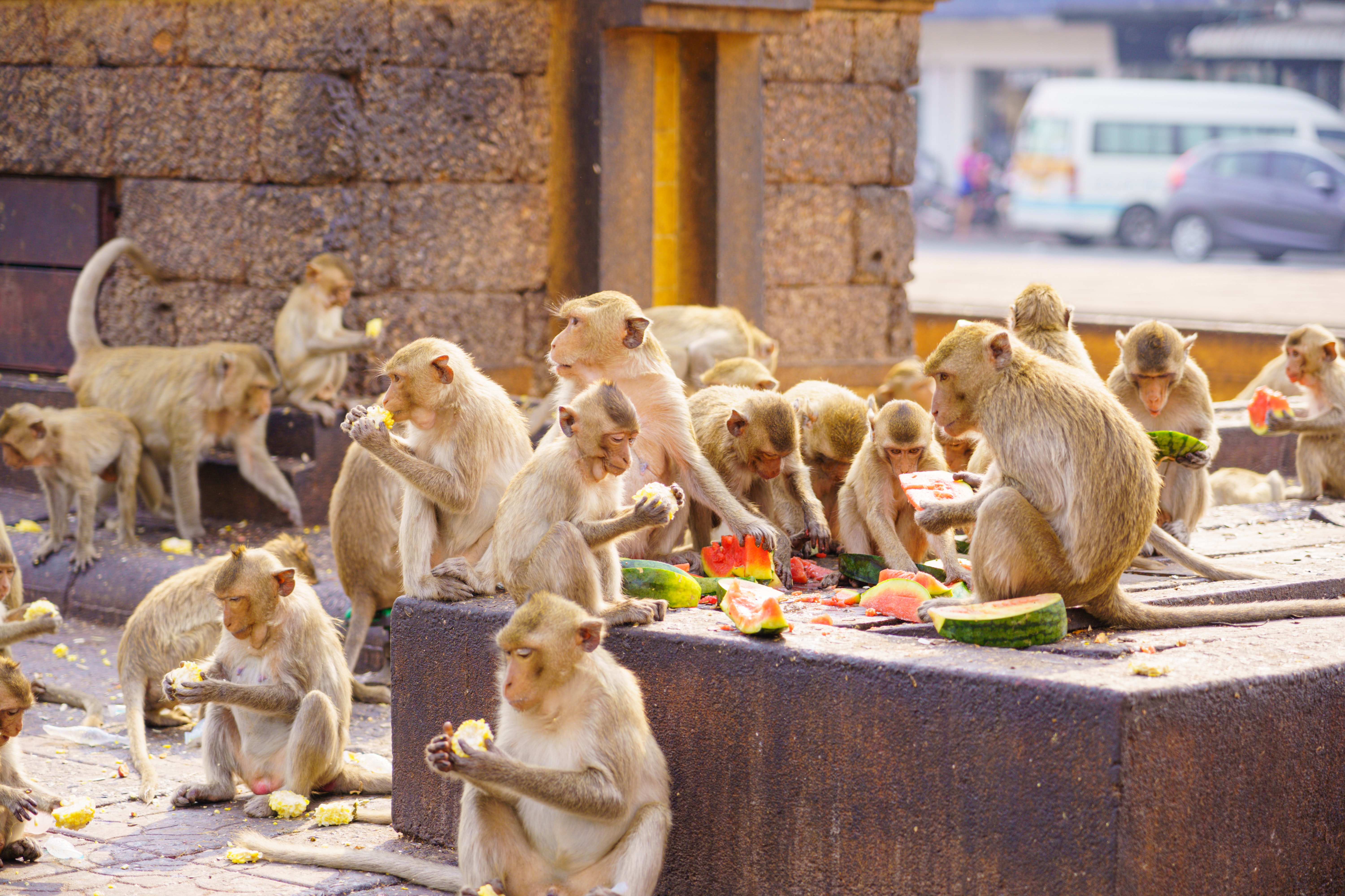 Japanese Macaque Wallpapers