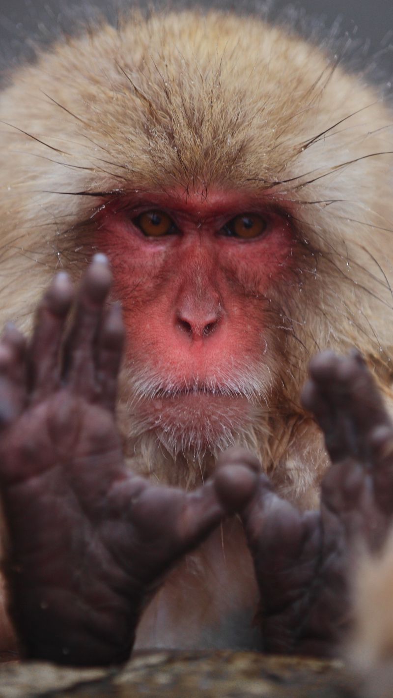 Japanese Macaque Wallpapers