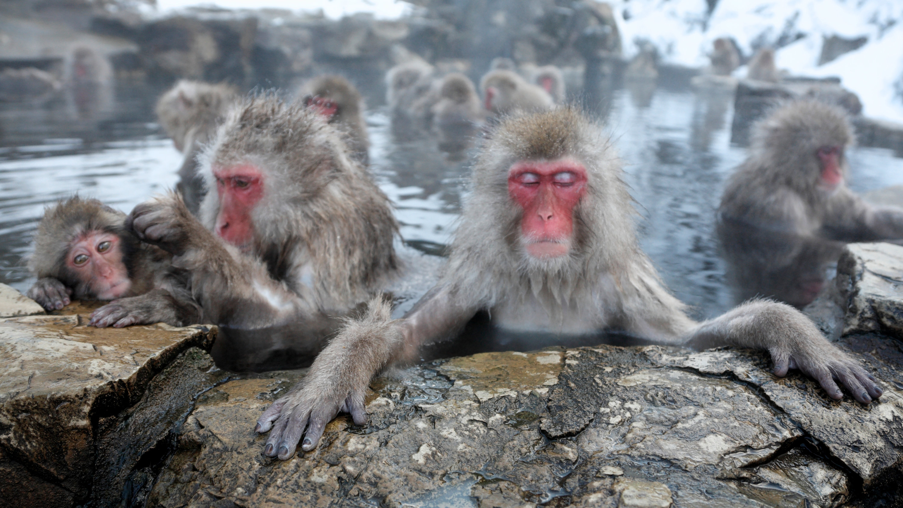 Japanese Macaque Wallpapers