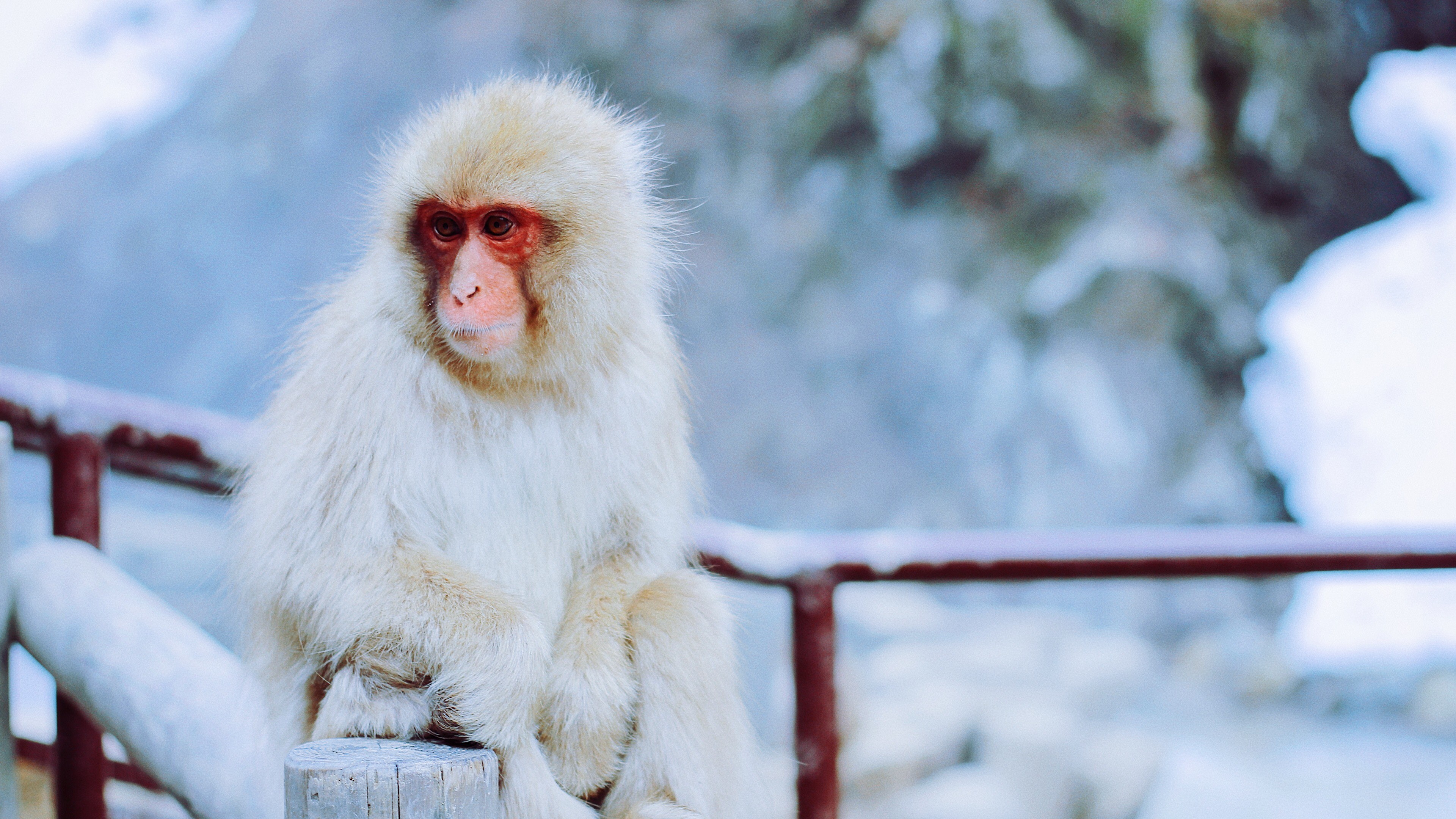 Japanese Macaque Wallpapers