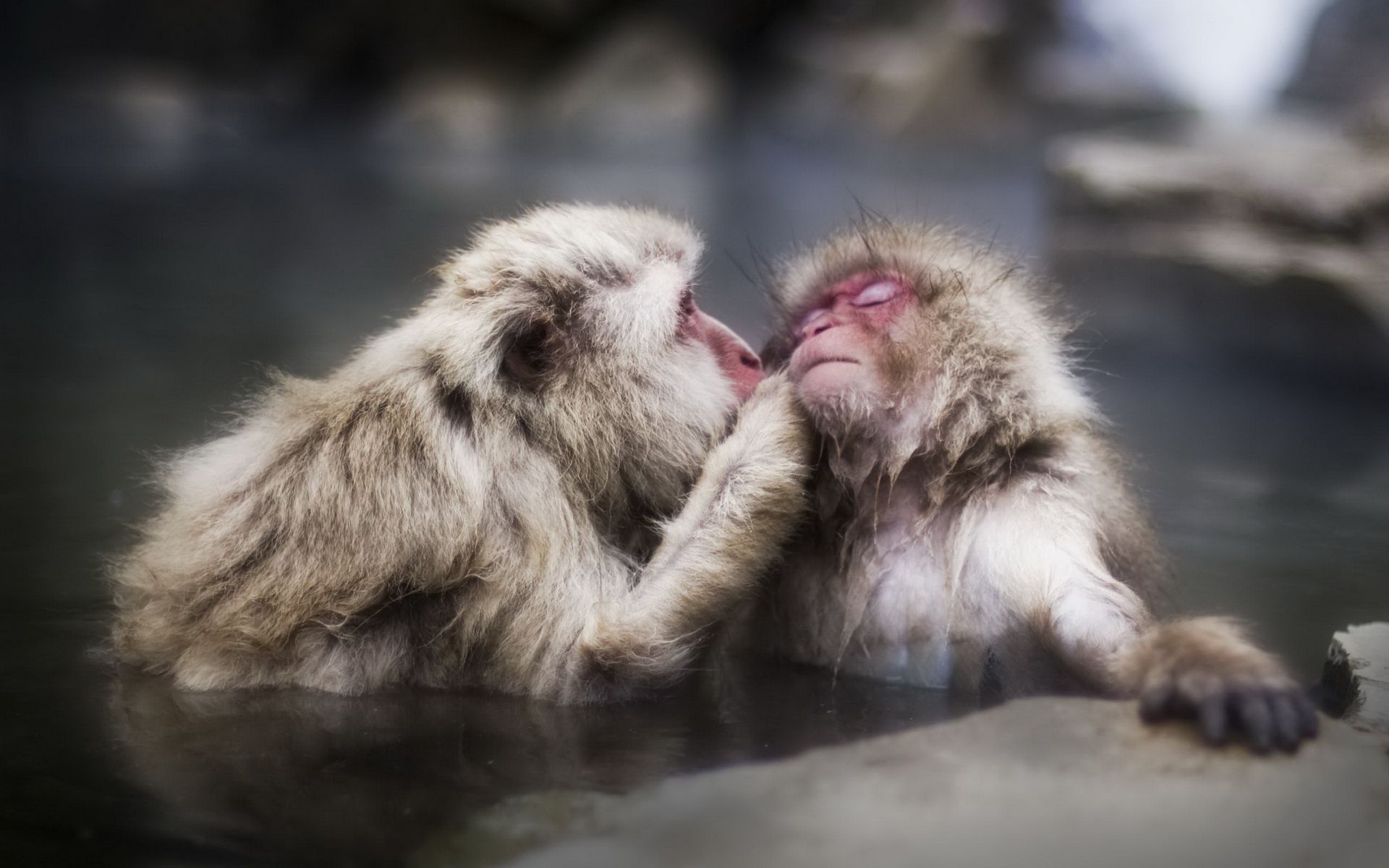 Japanese Macaque Wallpapers