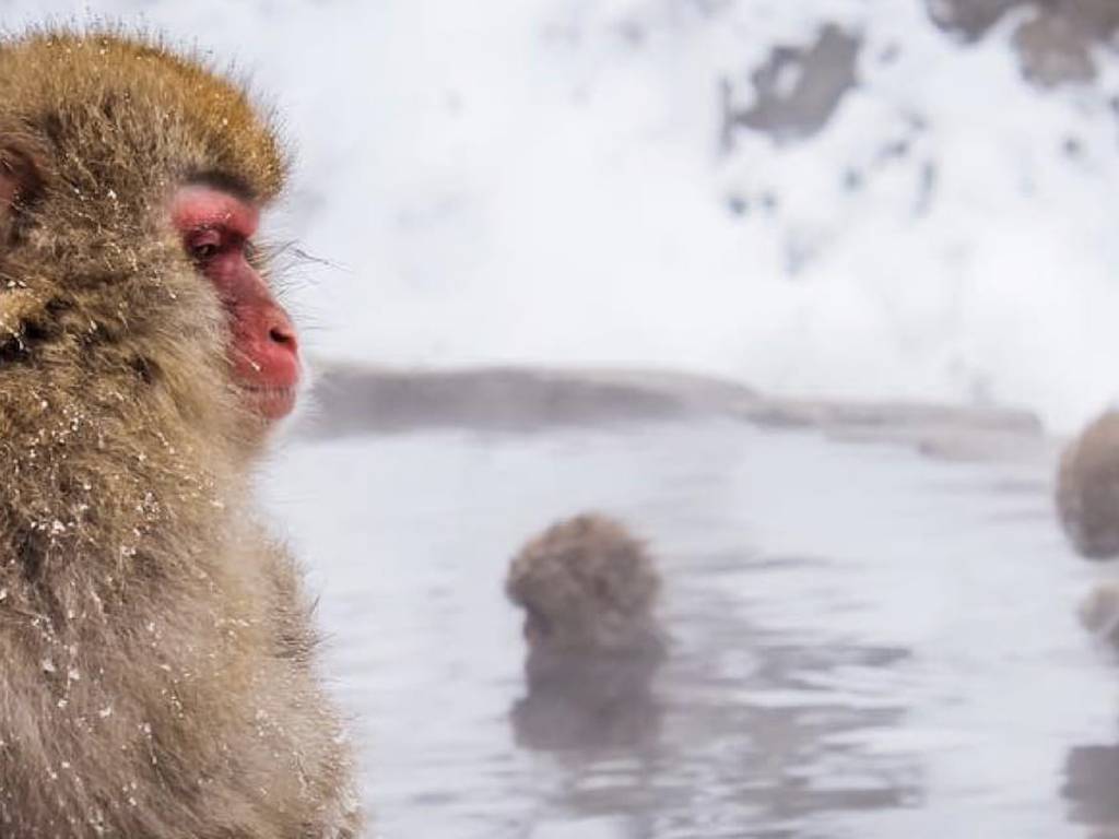 Japanese Macaque Wallpapers