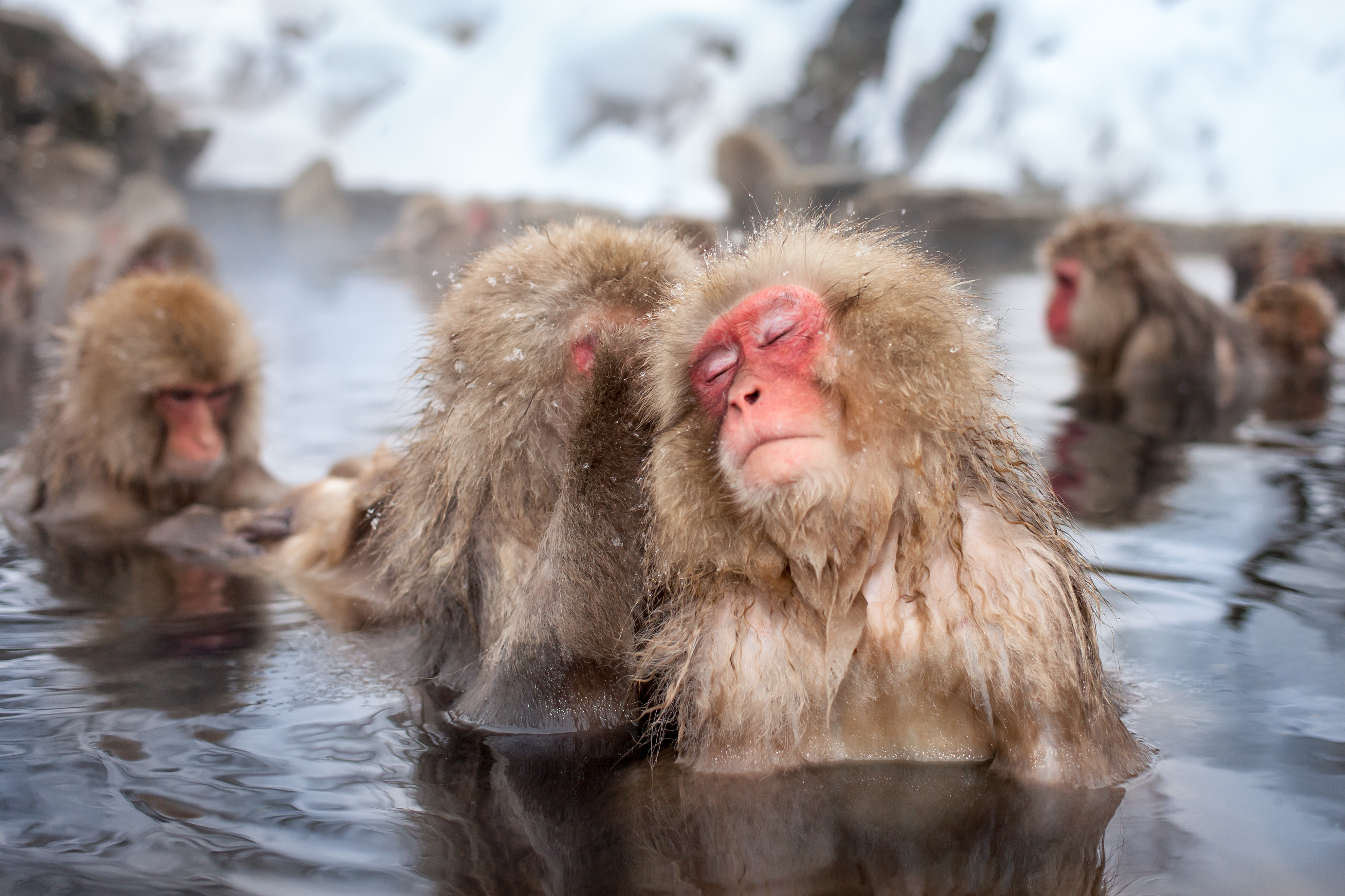 Japanese Macaque Wallpapers