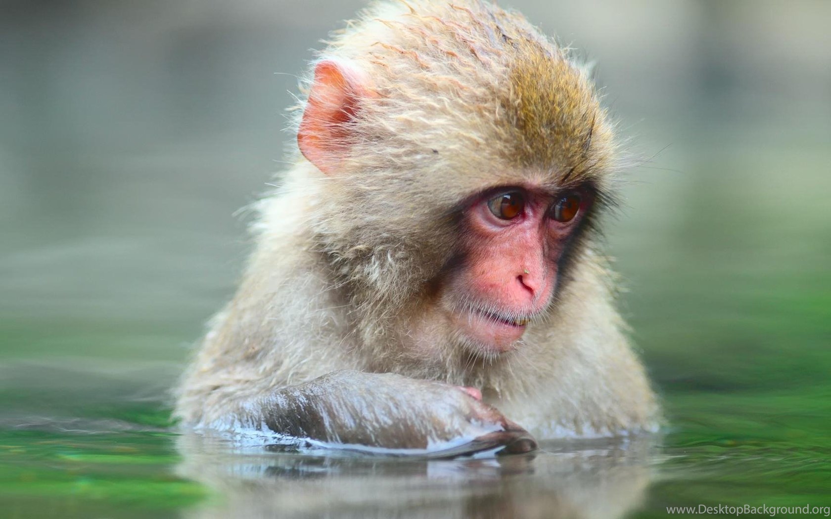 Japanese Macaque Wallpapers