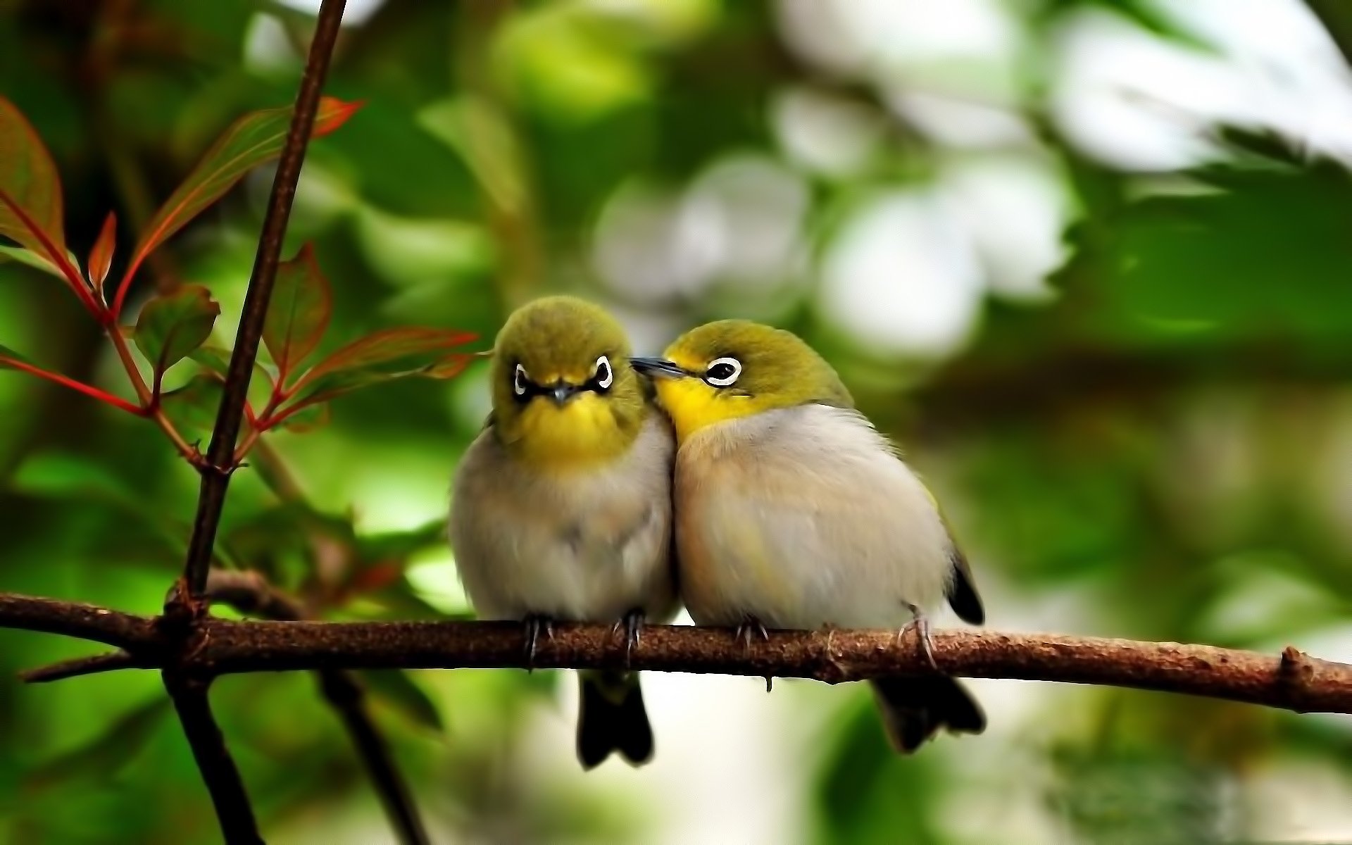 Japanese White-Eye Wallpapers