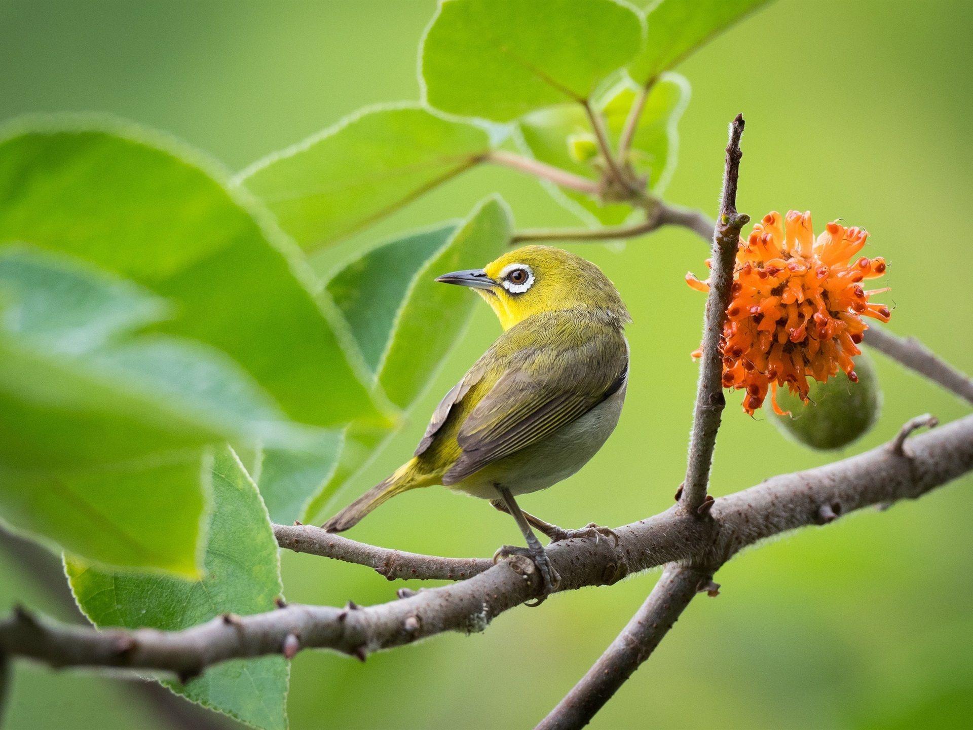 Japanese White-Eye Wallpapers