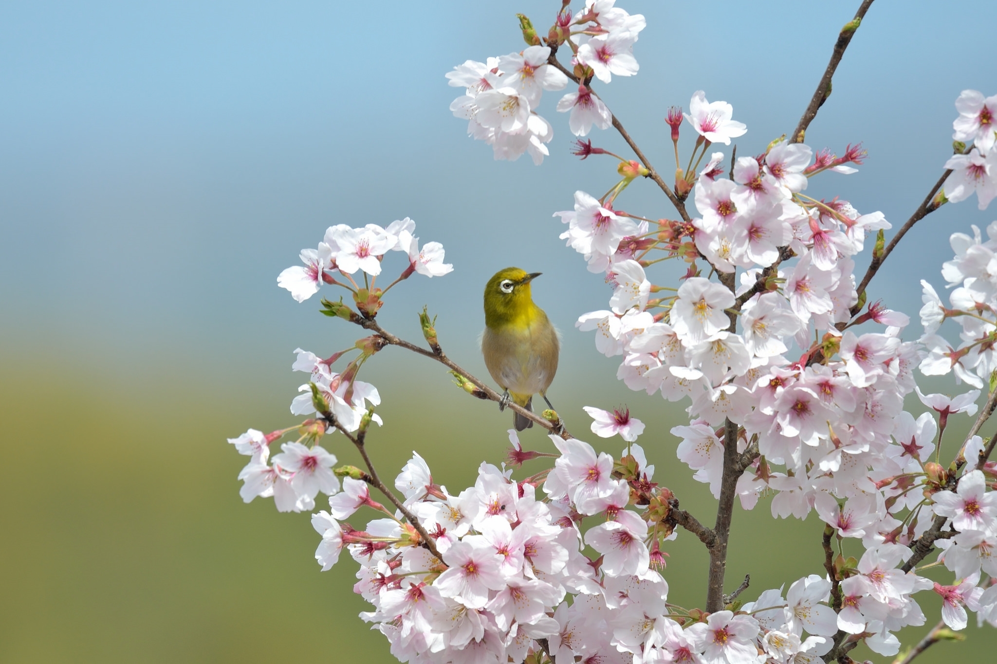 Japanese White-Eye Wallpapers