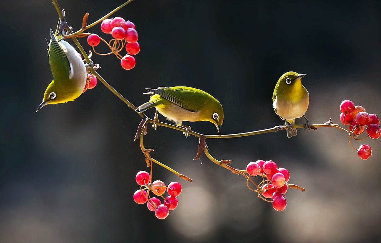 Japanese White-Eye Wallpapers