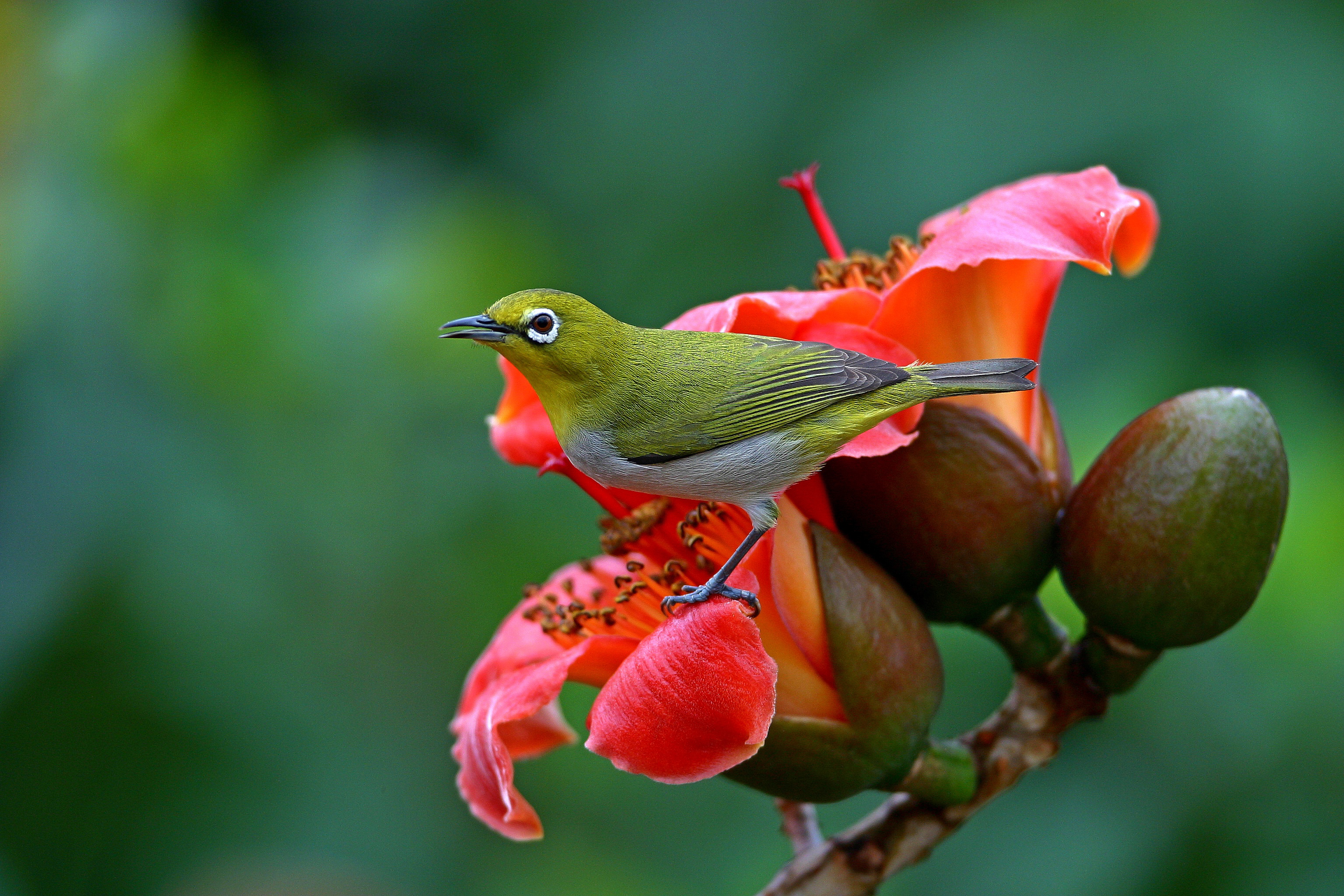 Japanese White-Eye Wallpapers