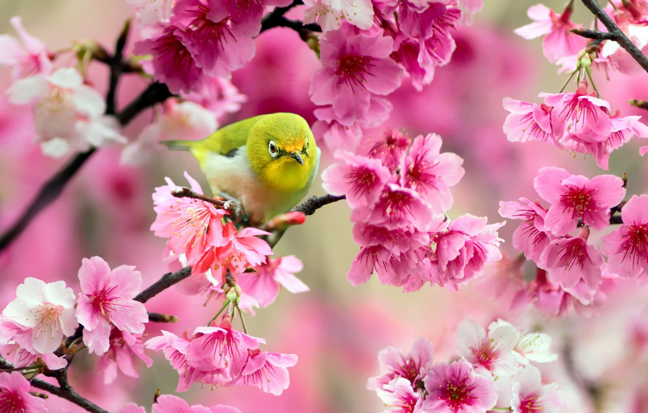 Japanese White-Eye Wallpapers