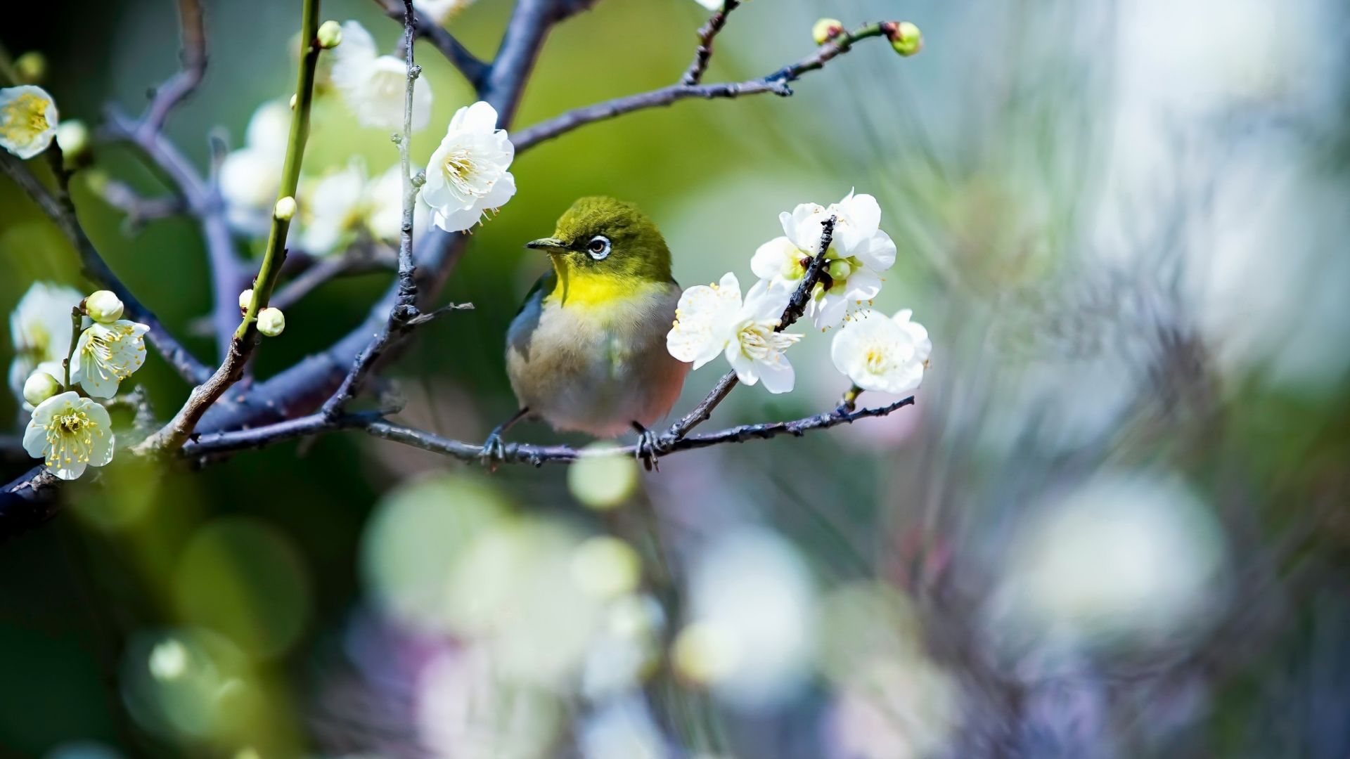 Japanese White-Eye Wallpapers