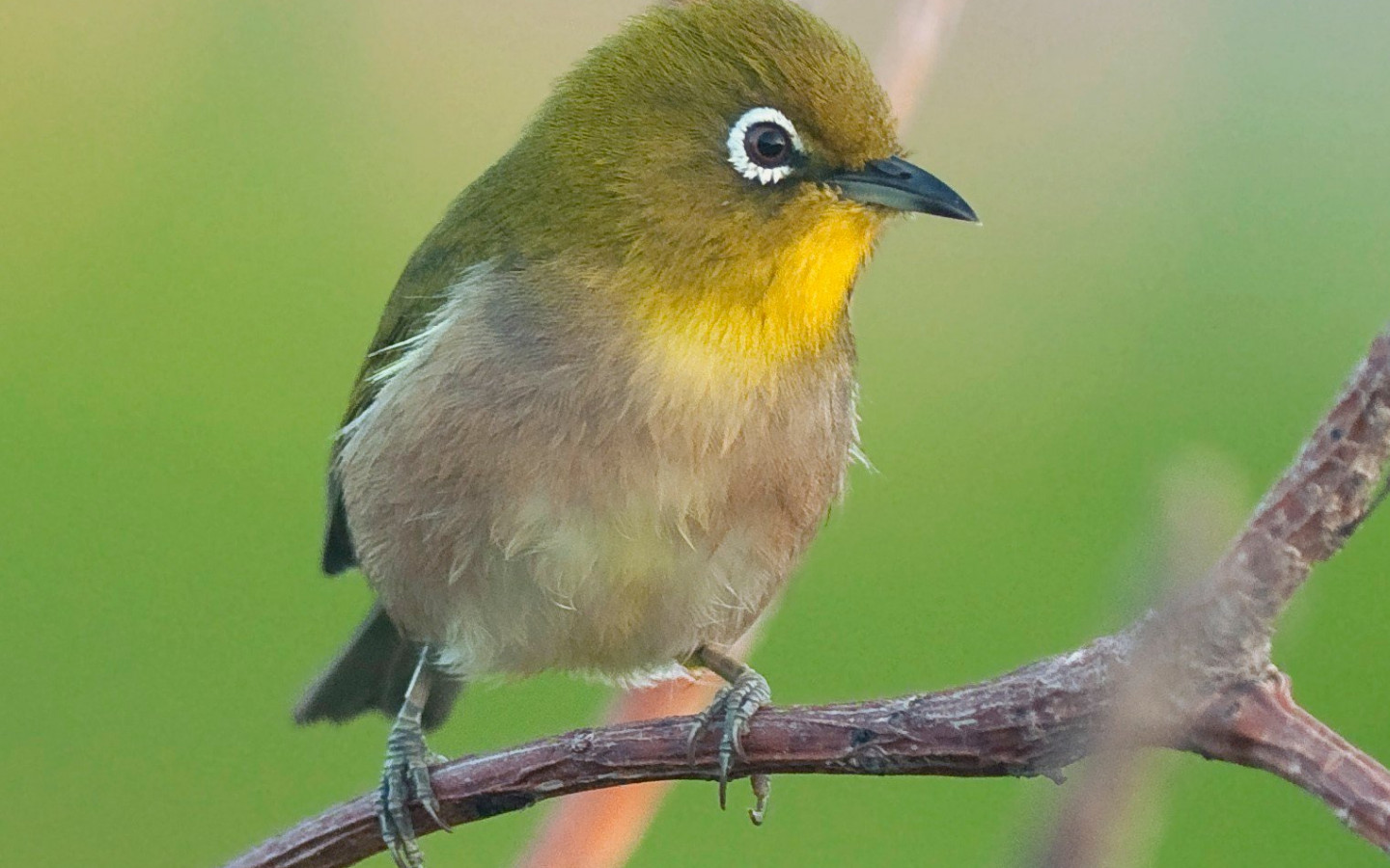 Japanese White-Eye Wallpapers