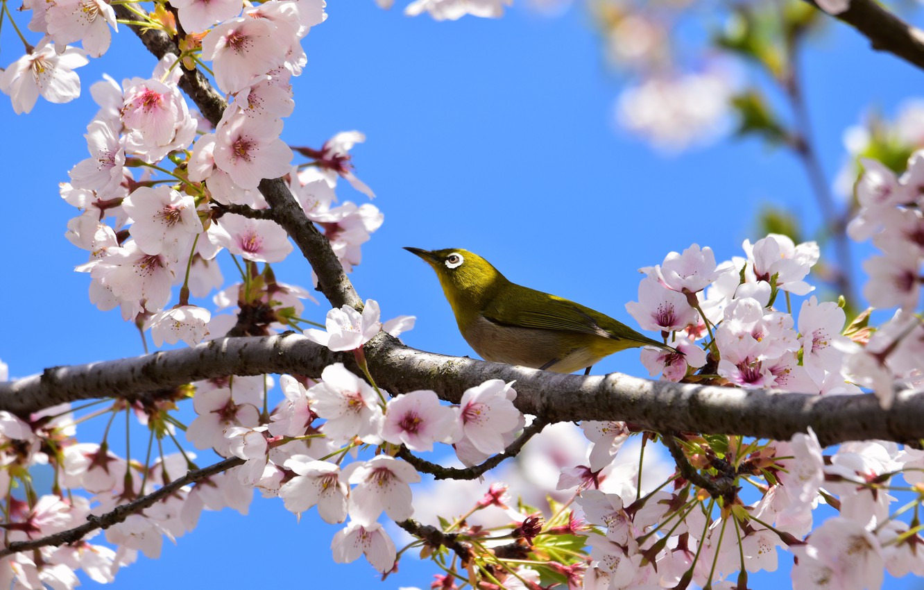 Japanese White-Eye Wallpapers