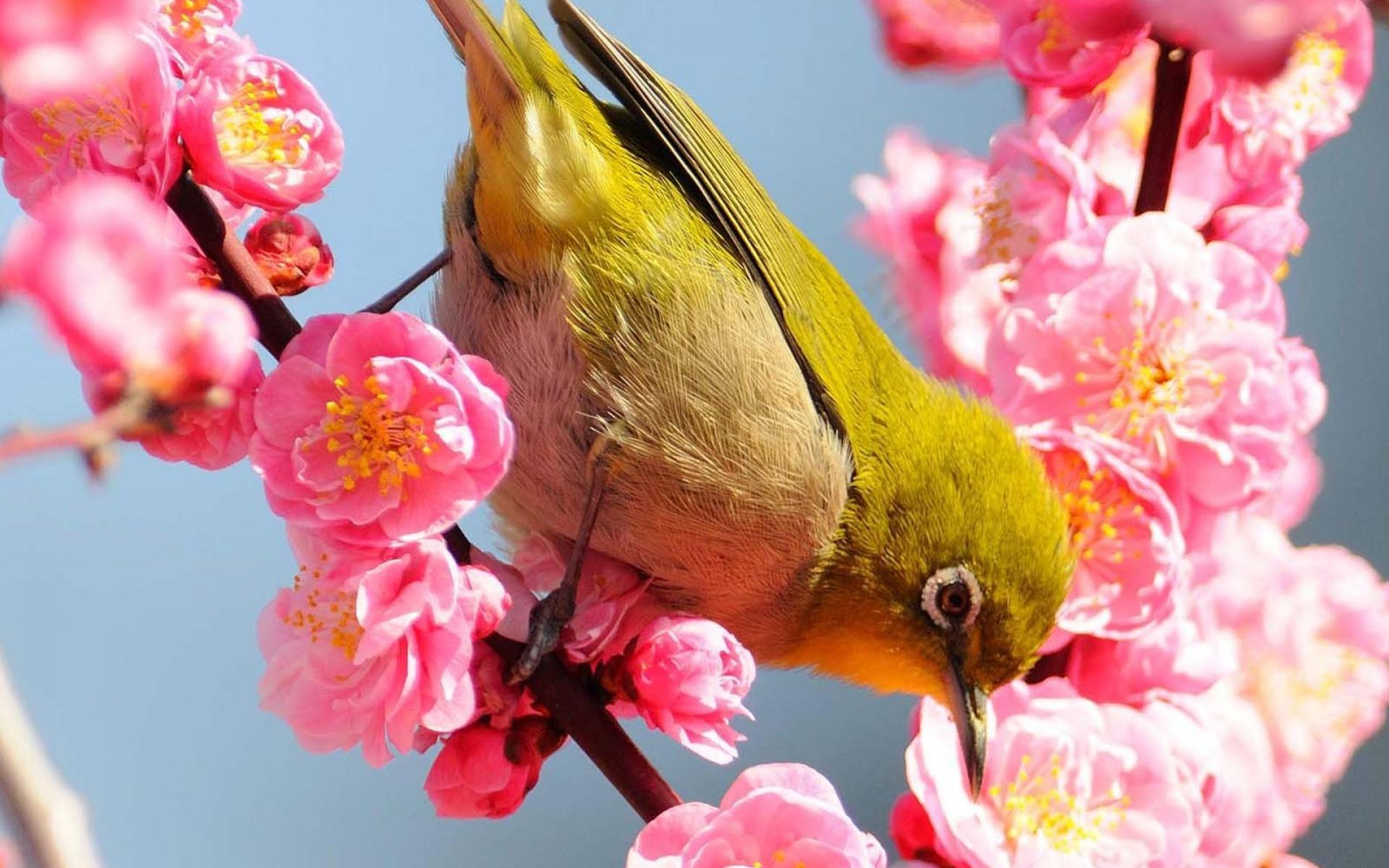 Japanese White-Eye Wallpapers