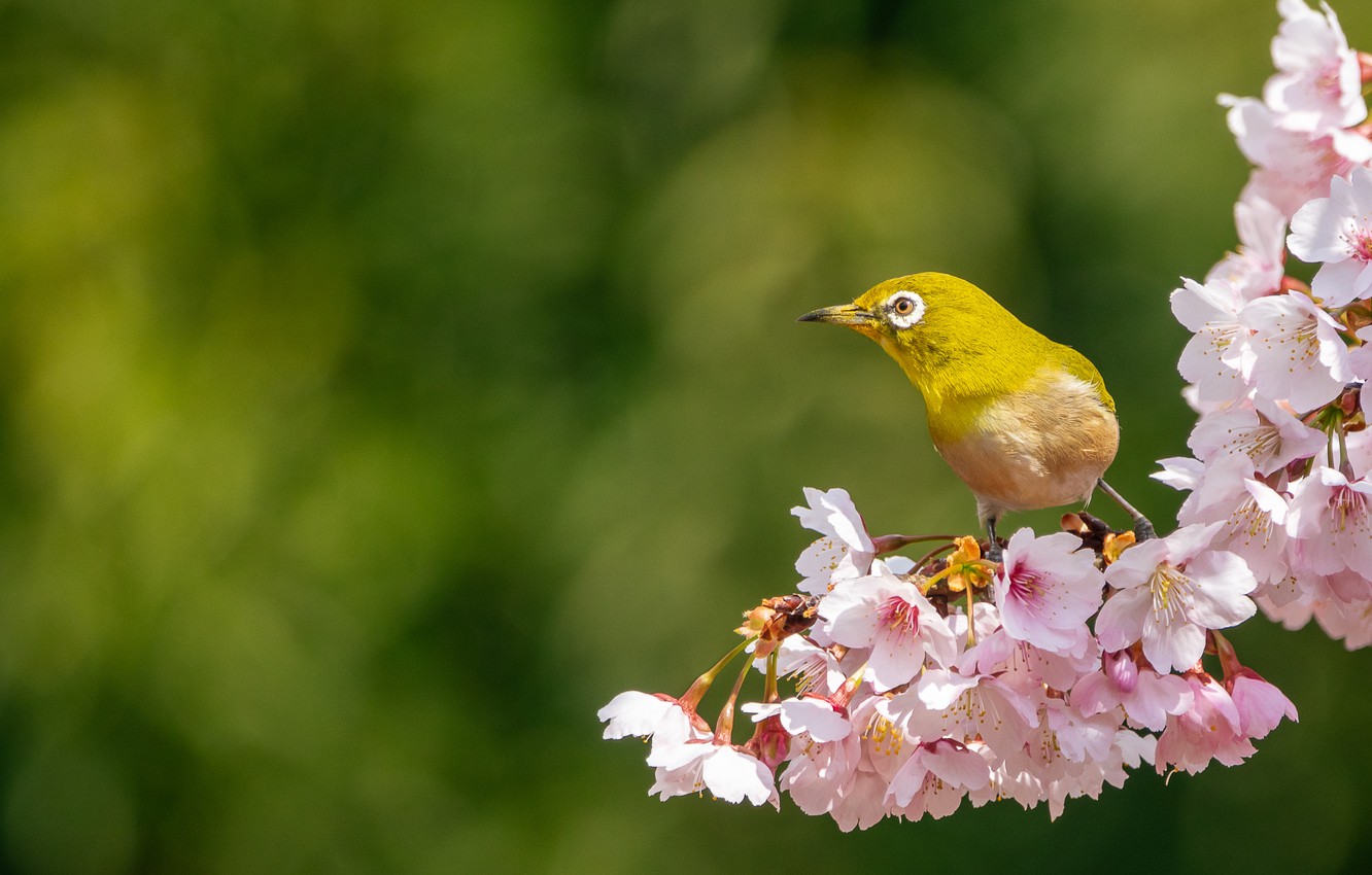 Japanese White-Eye Wallpapers