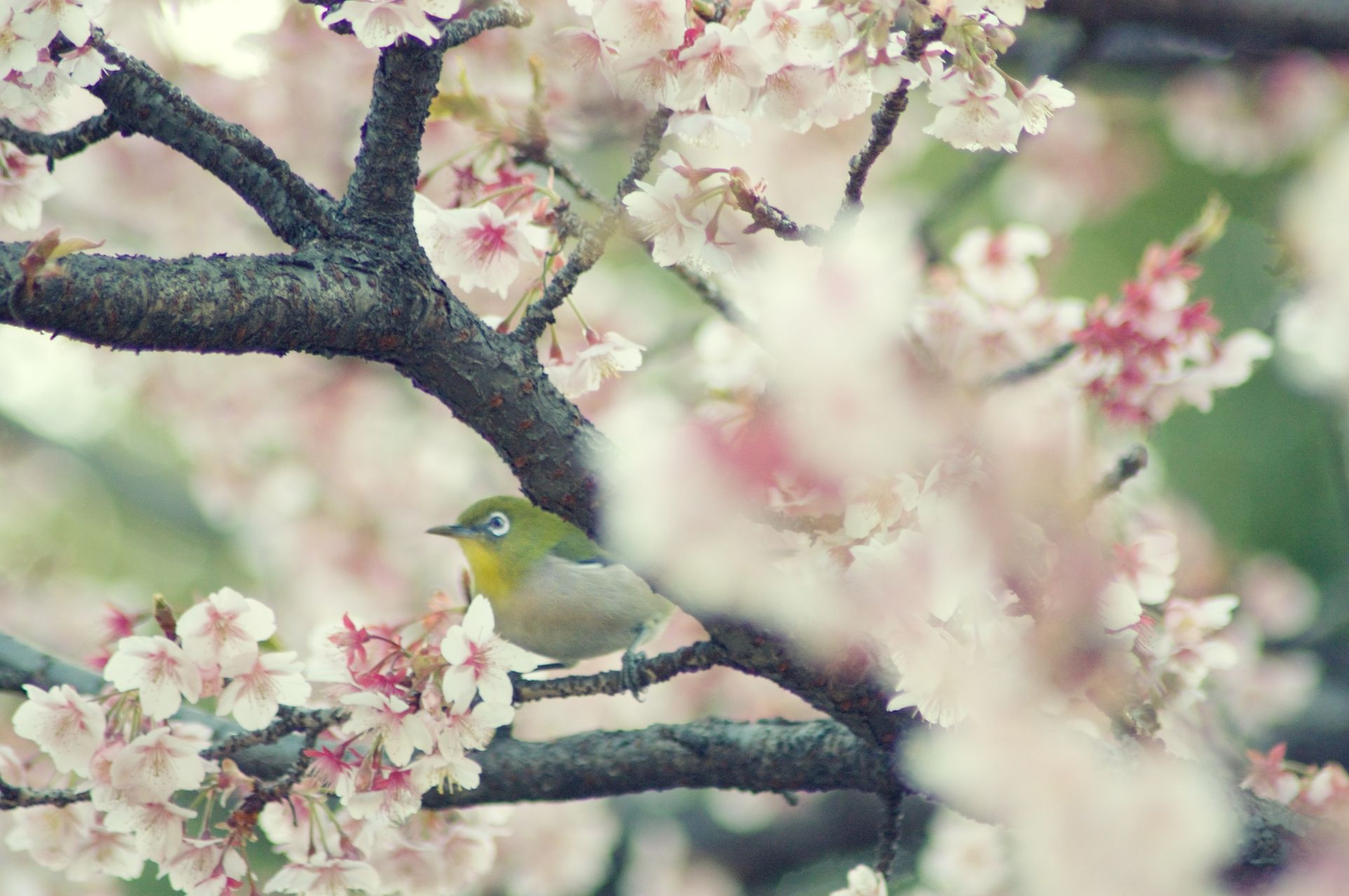 Japanese White-Eye Wallpapers