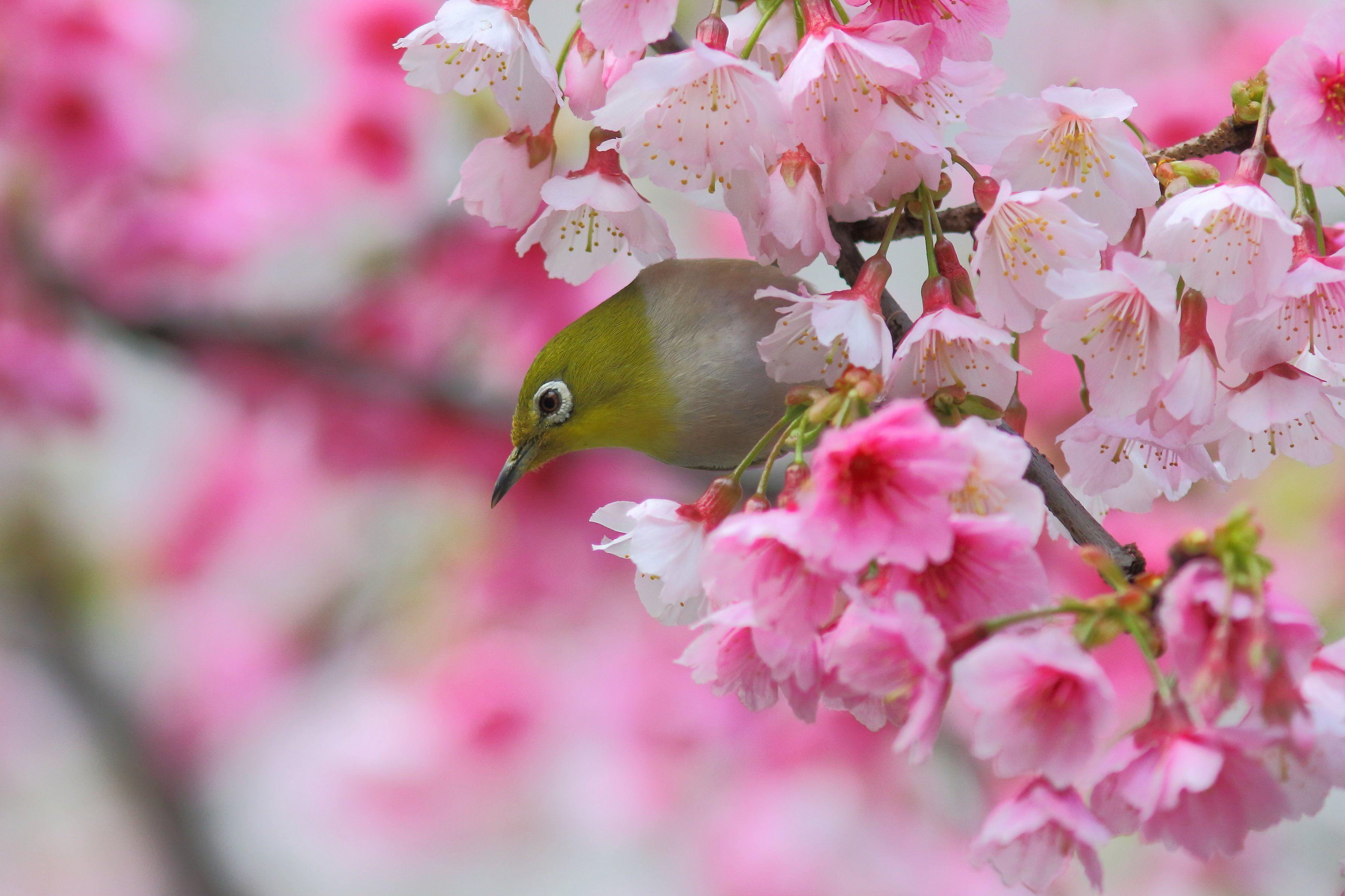 Japanese White-Eye Wallpapers