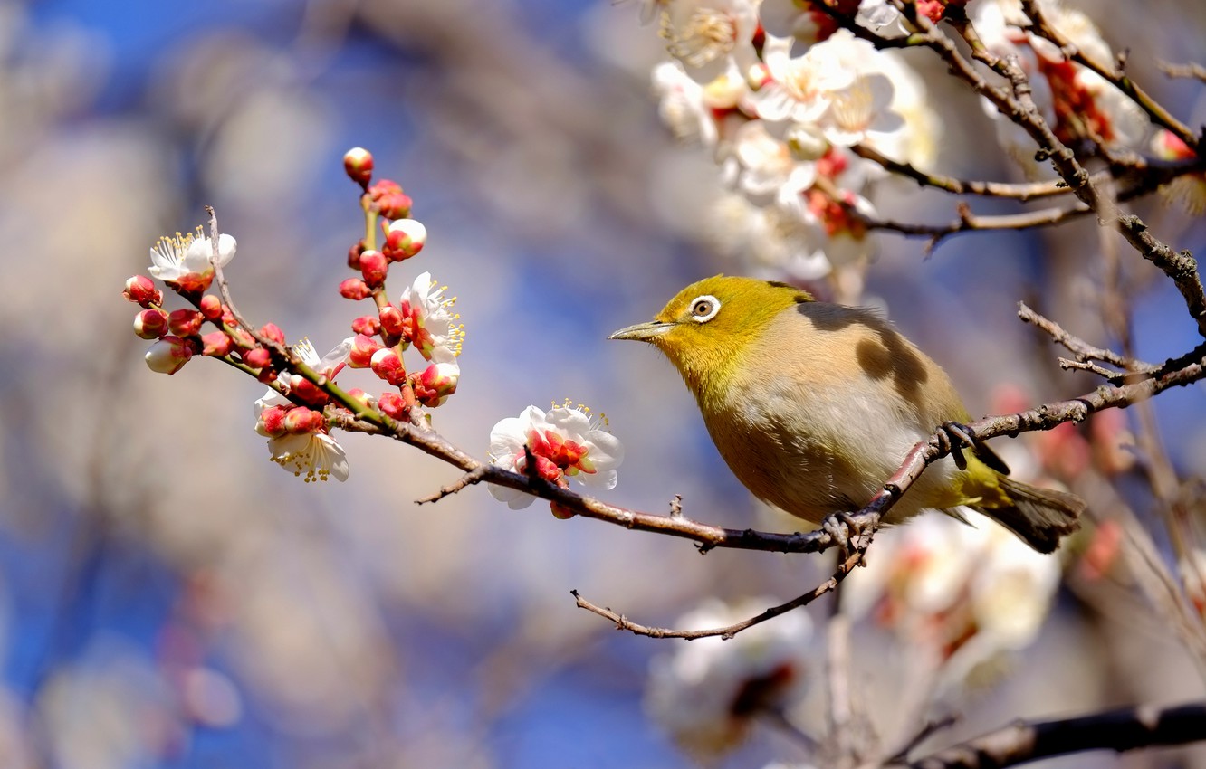 Japanese White-Eye Wallpapers