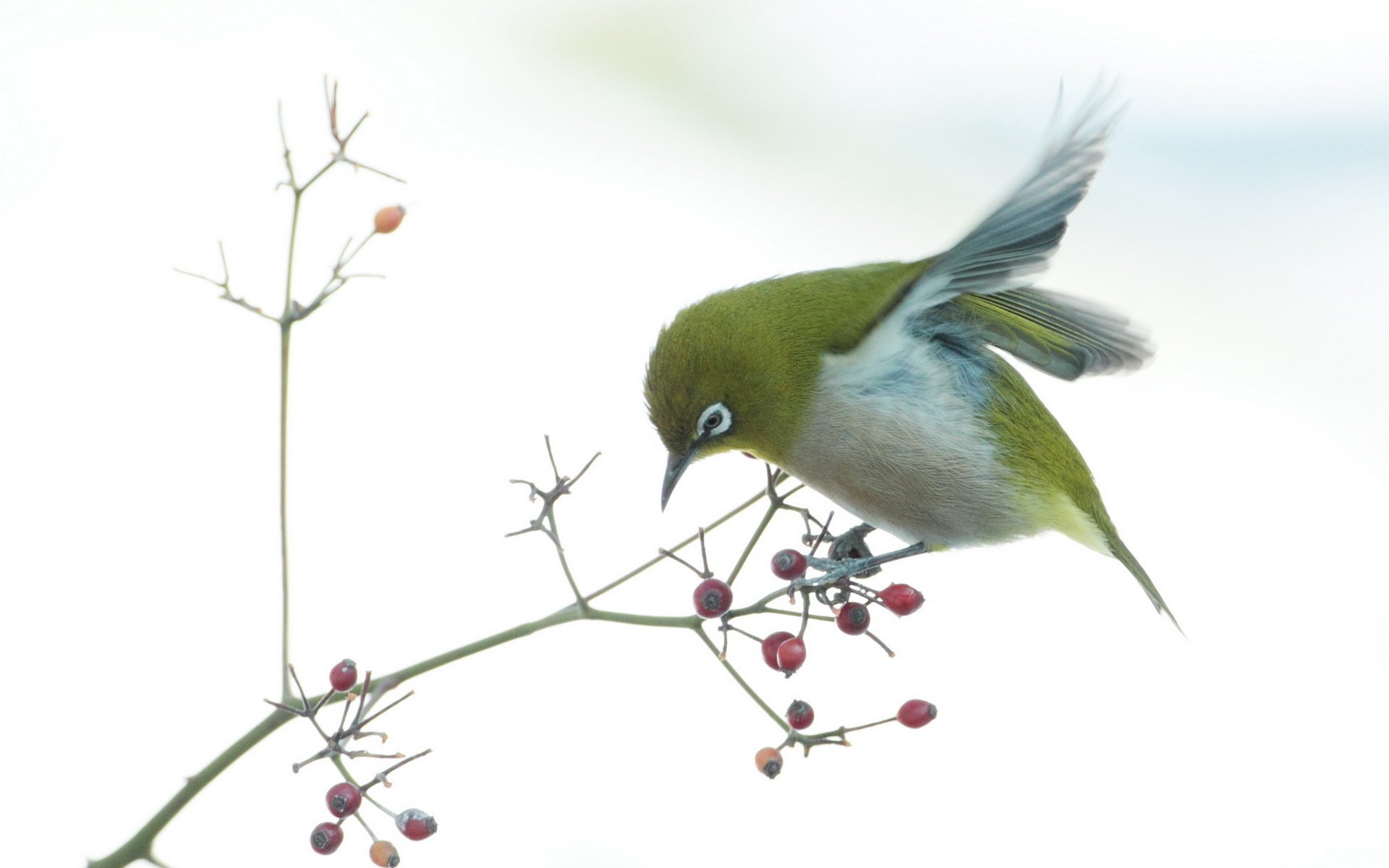 Japanese White-Eye Wallpapers