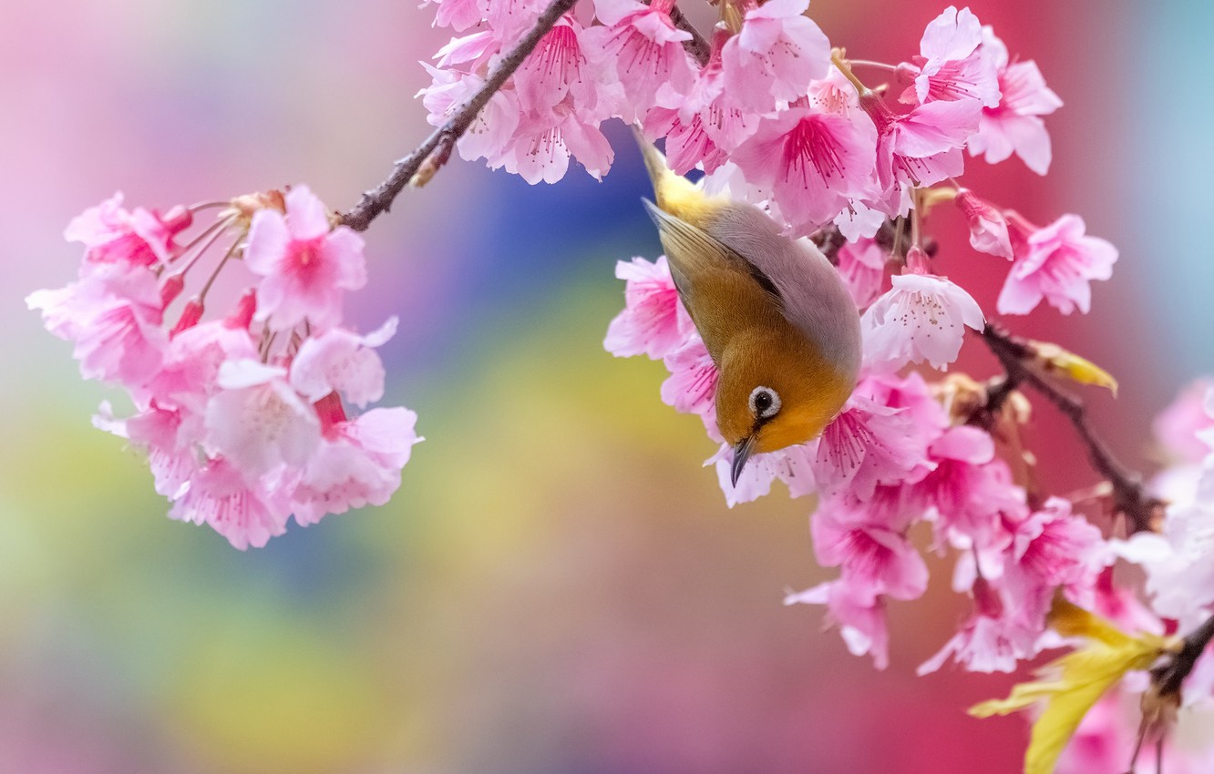 Japanese White-Eye Wallpapers