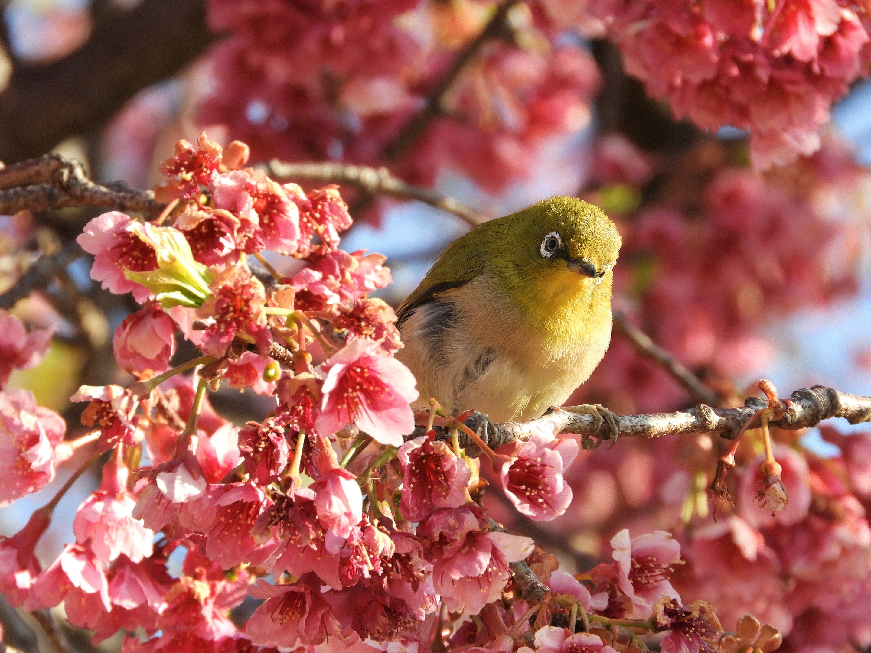 Japanese White-Eye Wallpapers