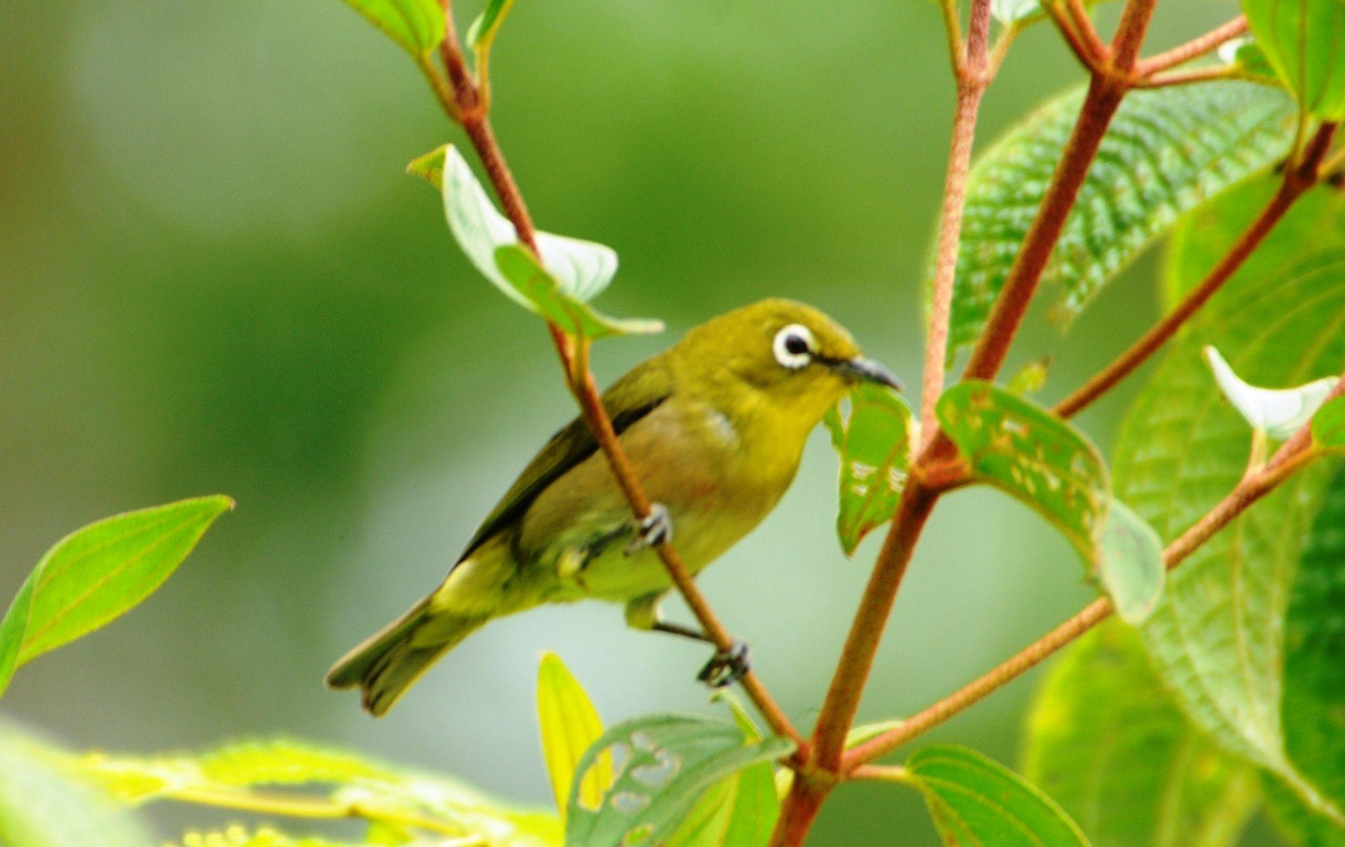 Japanese White-Eye Wallpapers