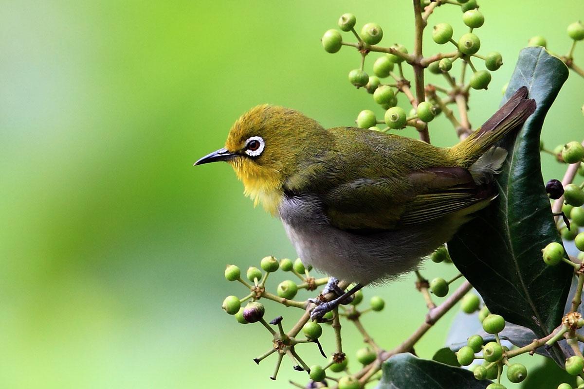 Japanese White-Eye Wallpapers